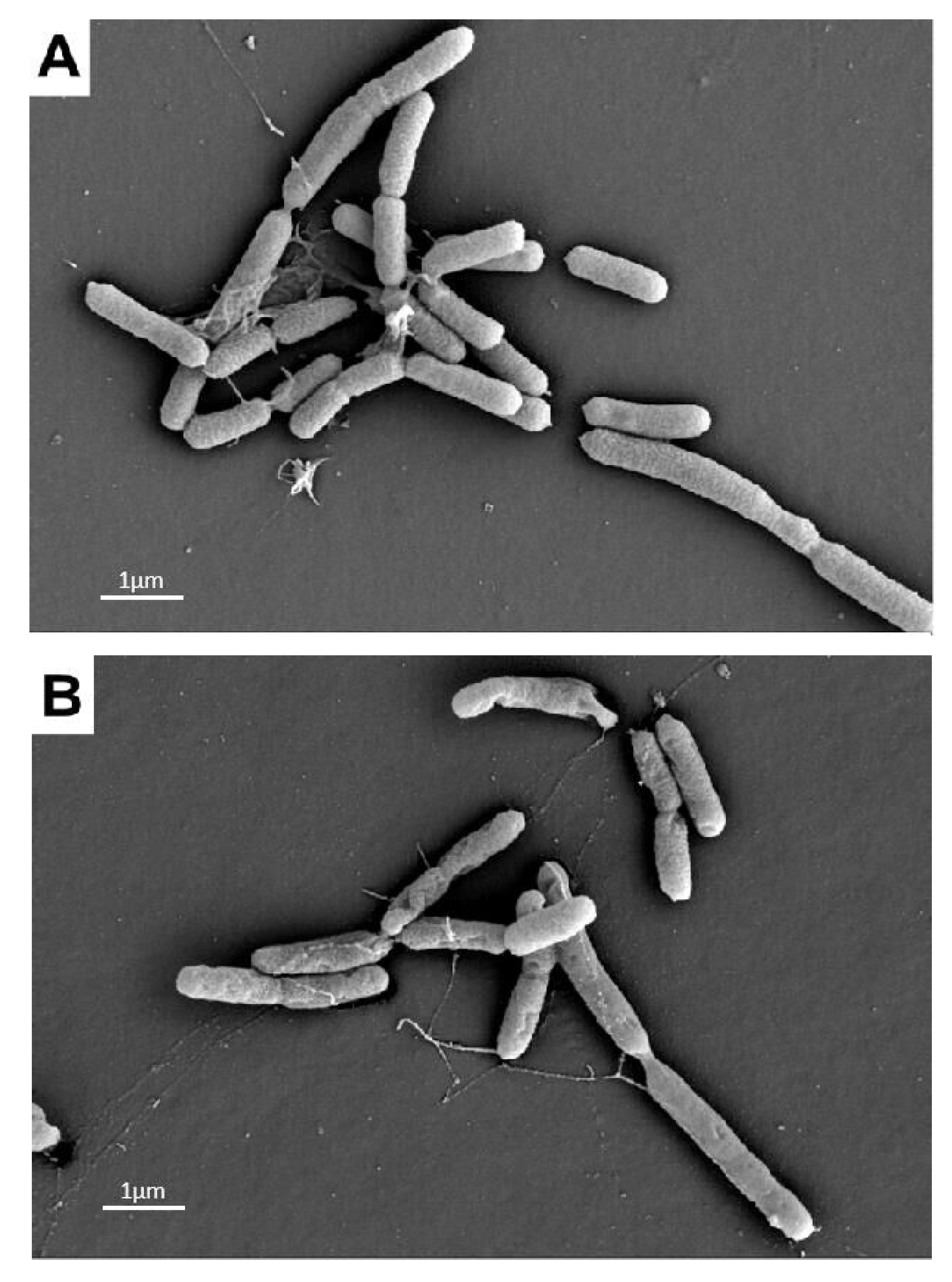 Agronomy 11 01159 g007a Agronomy 11 01159 g007a