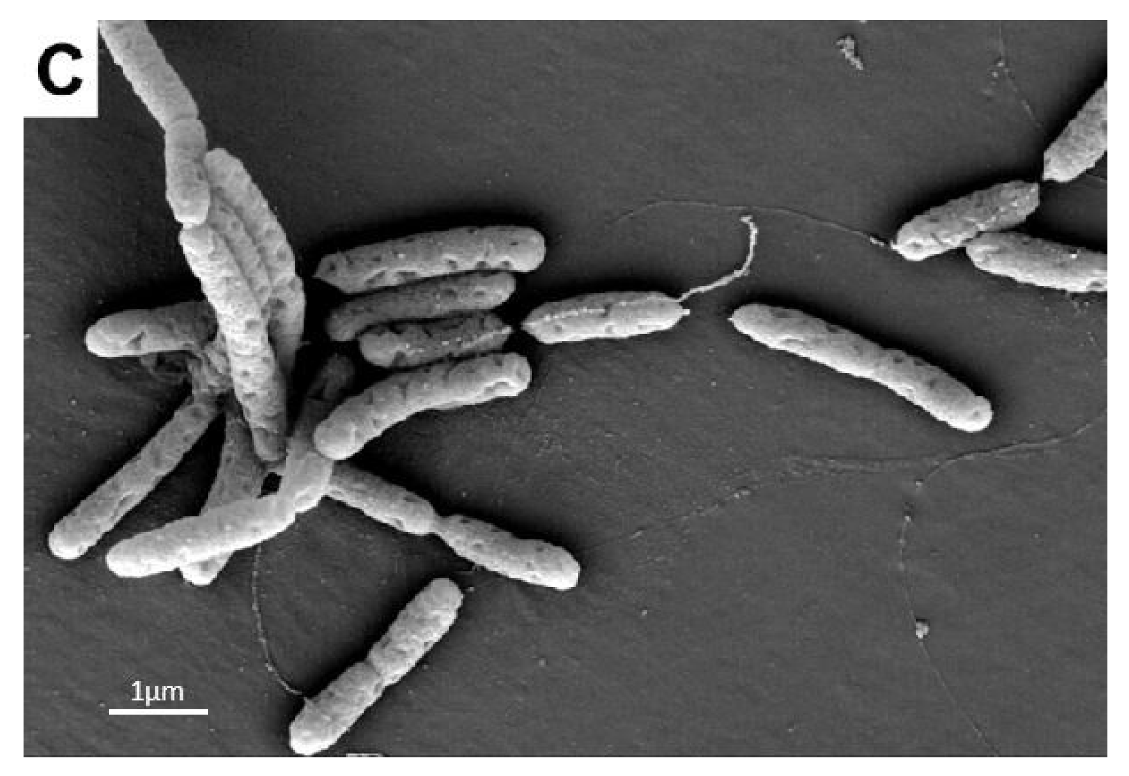 Agronomy 11 01159 g007b Agronomy 11 01159 g007b