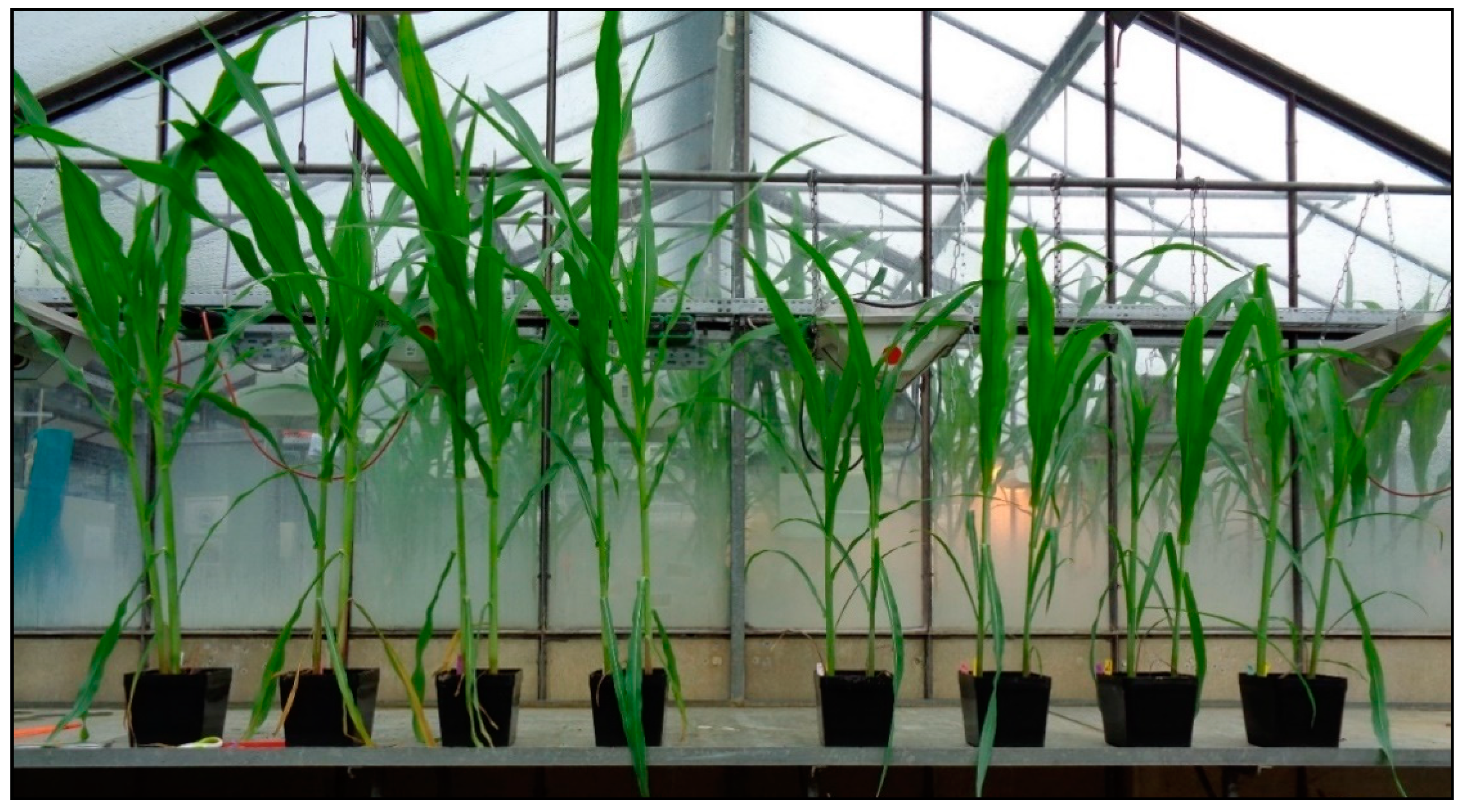 Agronomy 11 01161 g001