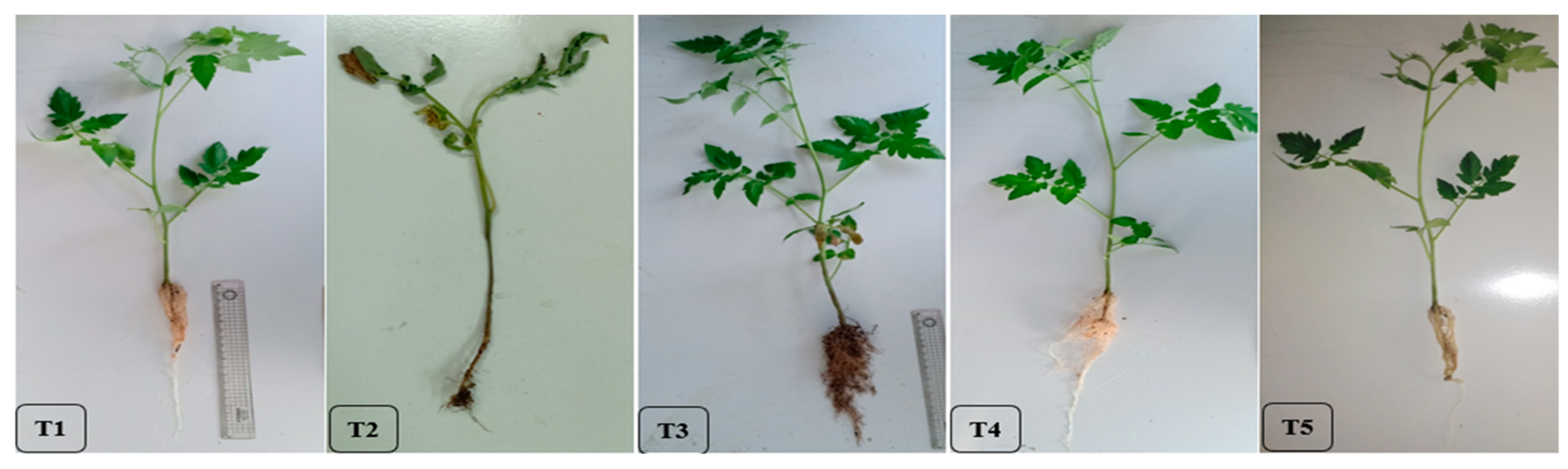 Agronomy 11 01162 g004 Agronomy 11 01162 g004