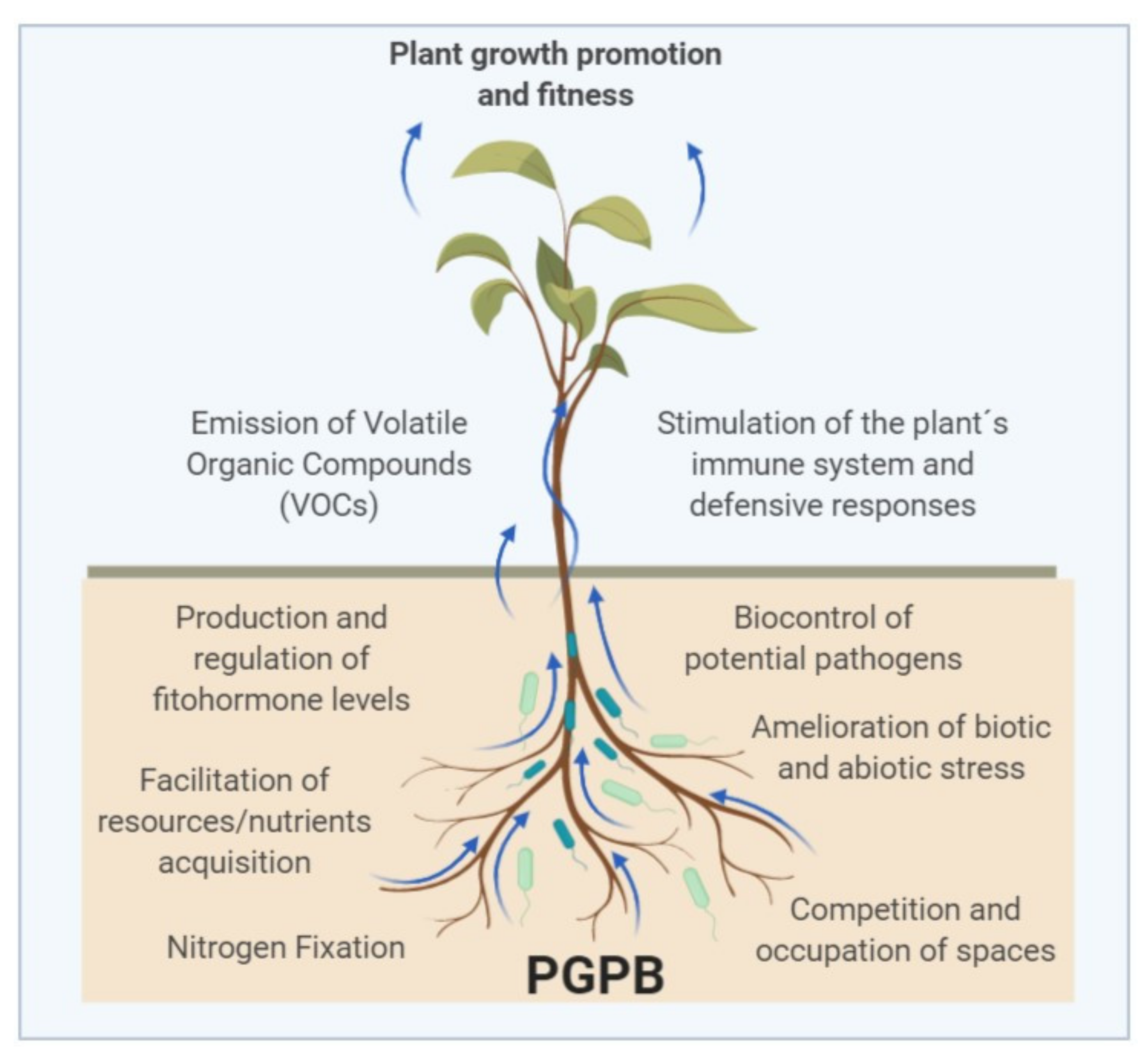 Agronomy Free FullText Plant GrowthPromoting Bacteria as