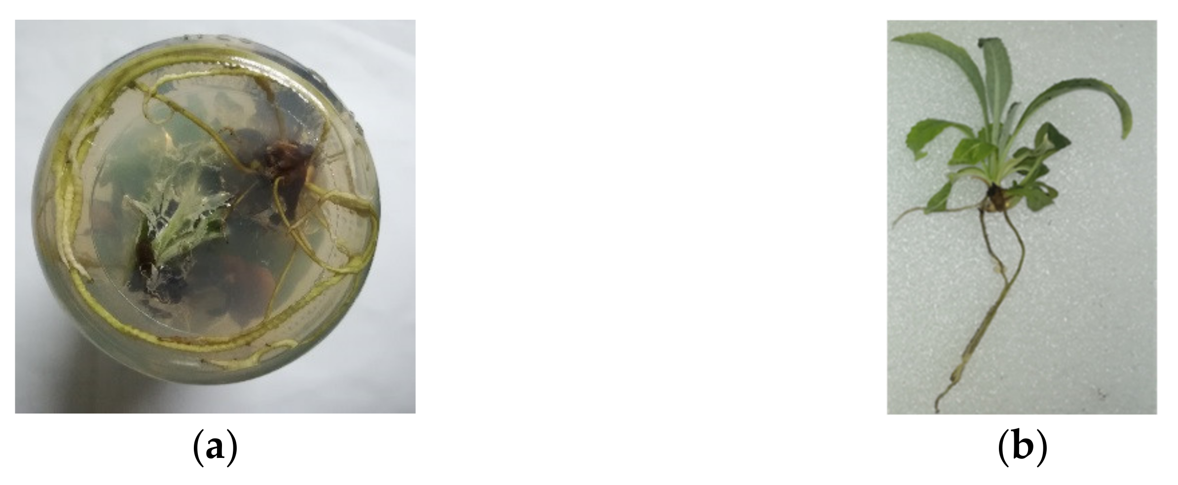 Agronomy 11 01169 g003 Agronomy 11 01169 g003