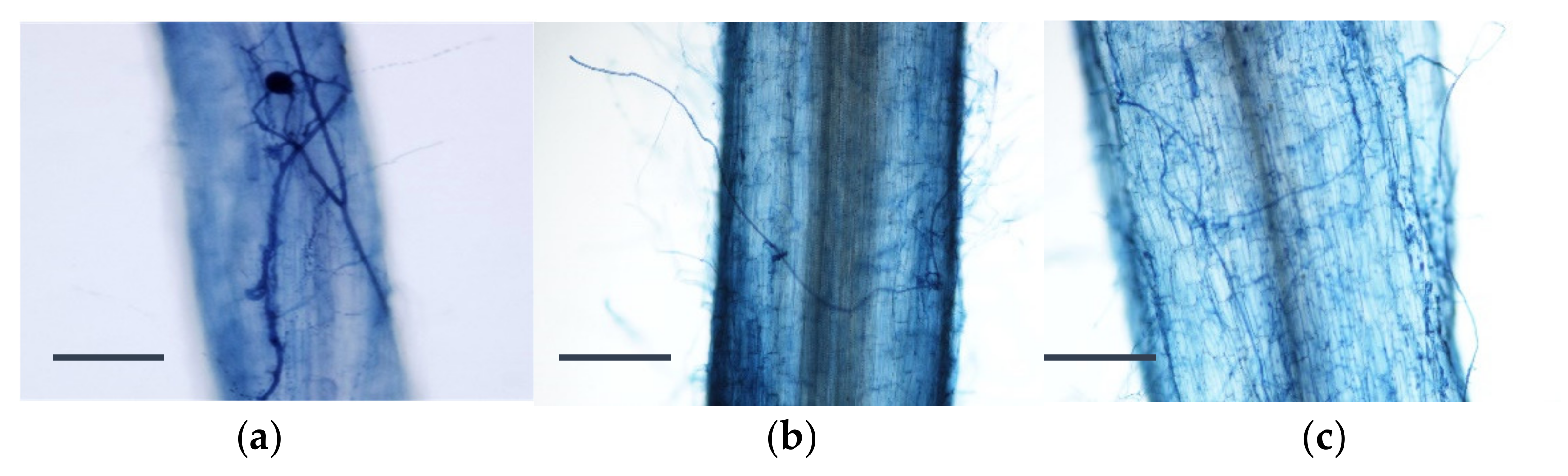 Agronomy 11 01169 g009 Agronomy 11 01169 g009