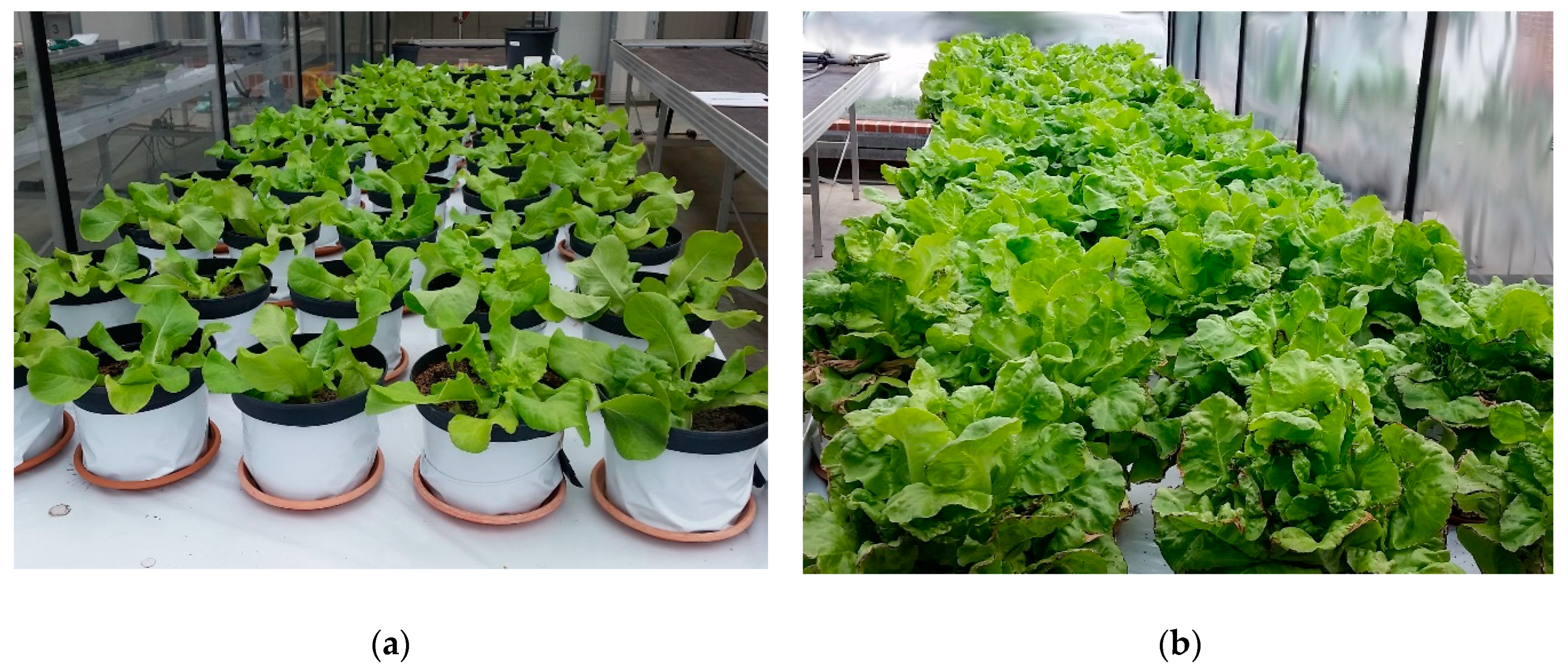 Agronomy 11 01175 g0a2 Agronomy 11 01175 g0a2