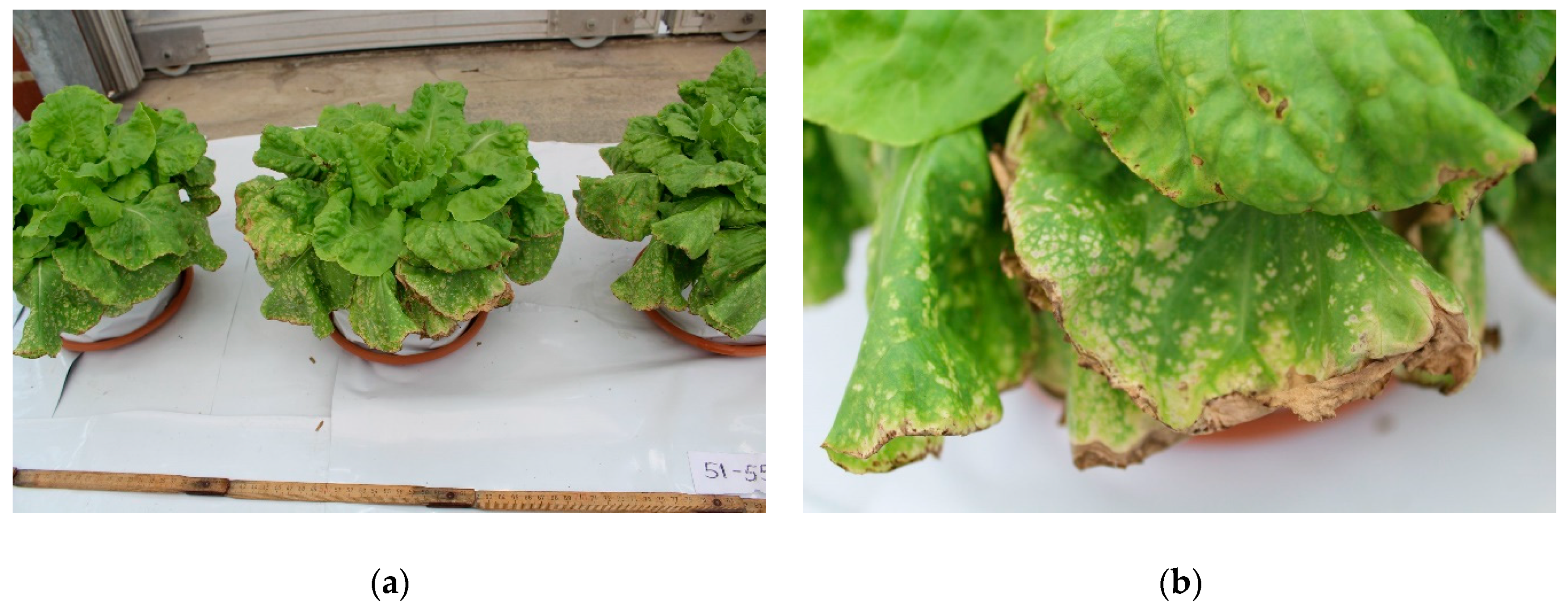 Agronomy 11 01175 g0a3 Agronomy 11 01175 g0a3