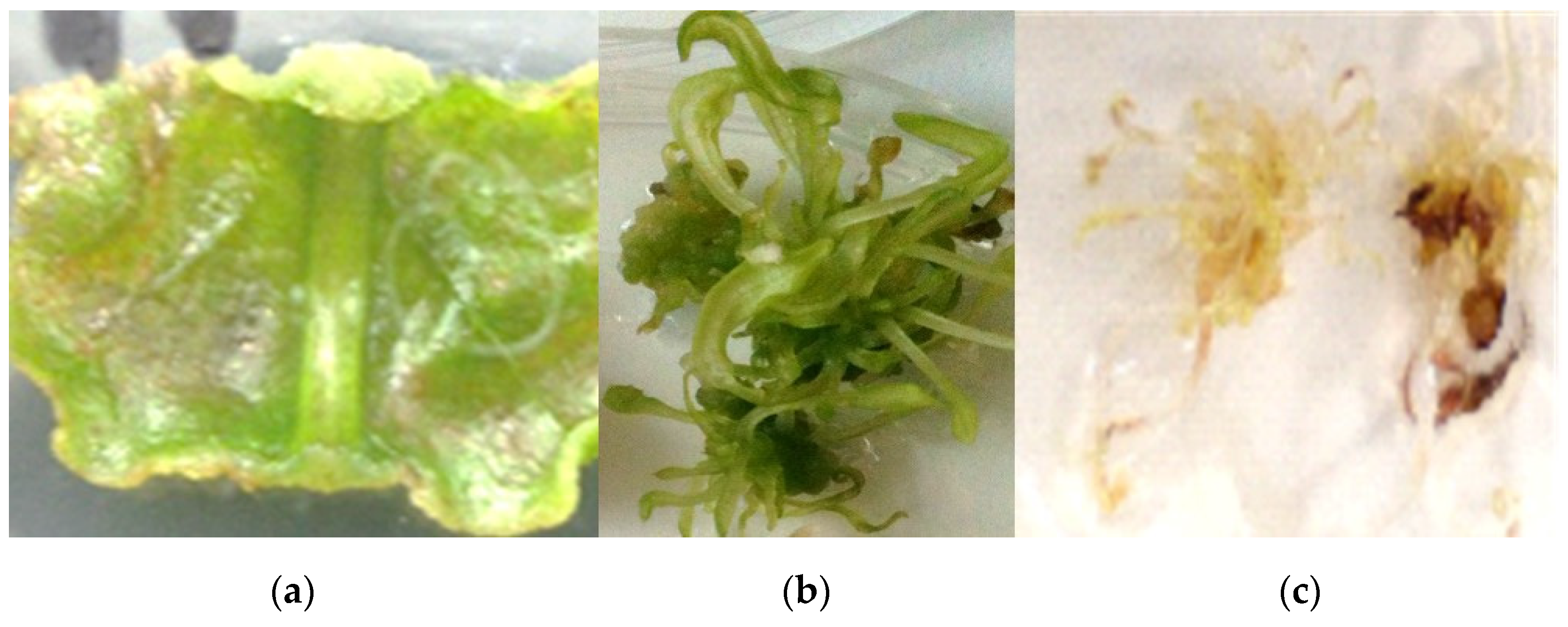 Agronomy | Free Full-Text | Effect of the Carbon Source and Growth Regulators (PGRs) in Induction and Maintenance of an In Vitro Callus Culture of Taraxacum officinale (L) Weber Ex