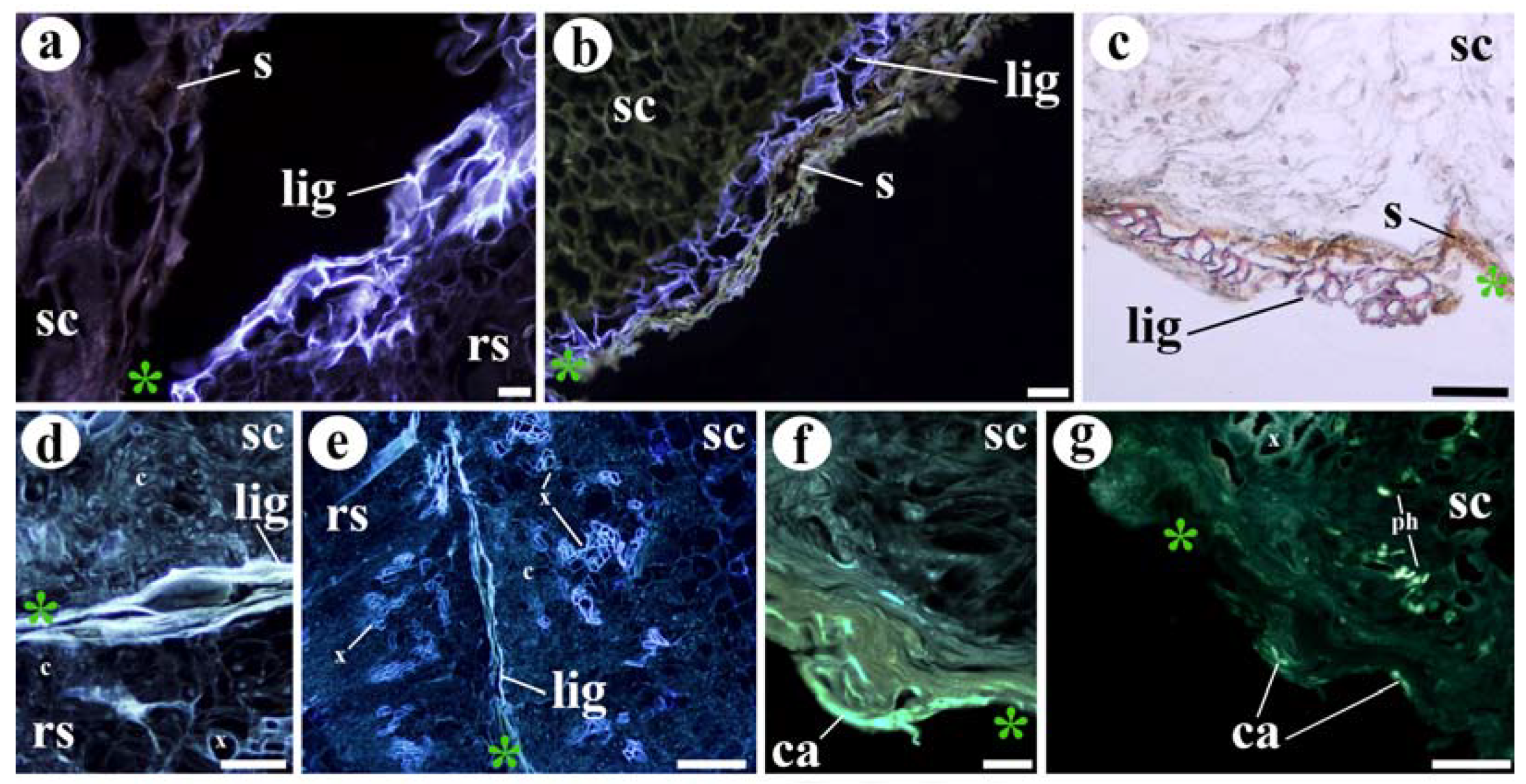 Agronomy 11 01197 g006