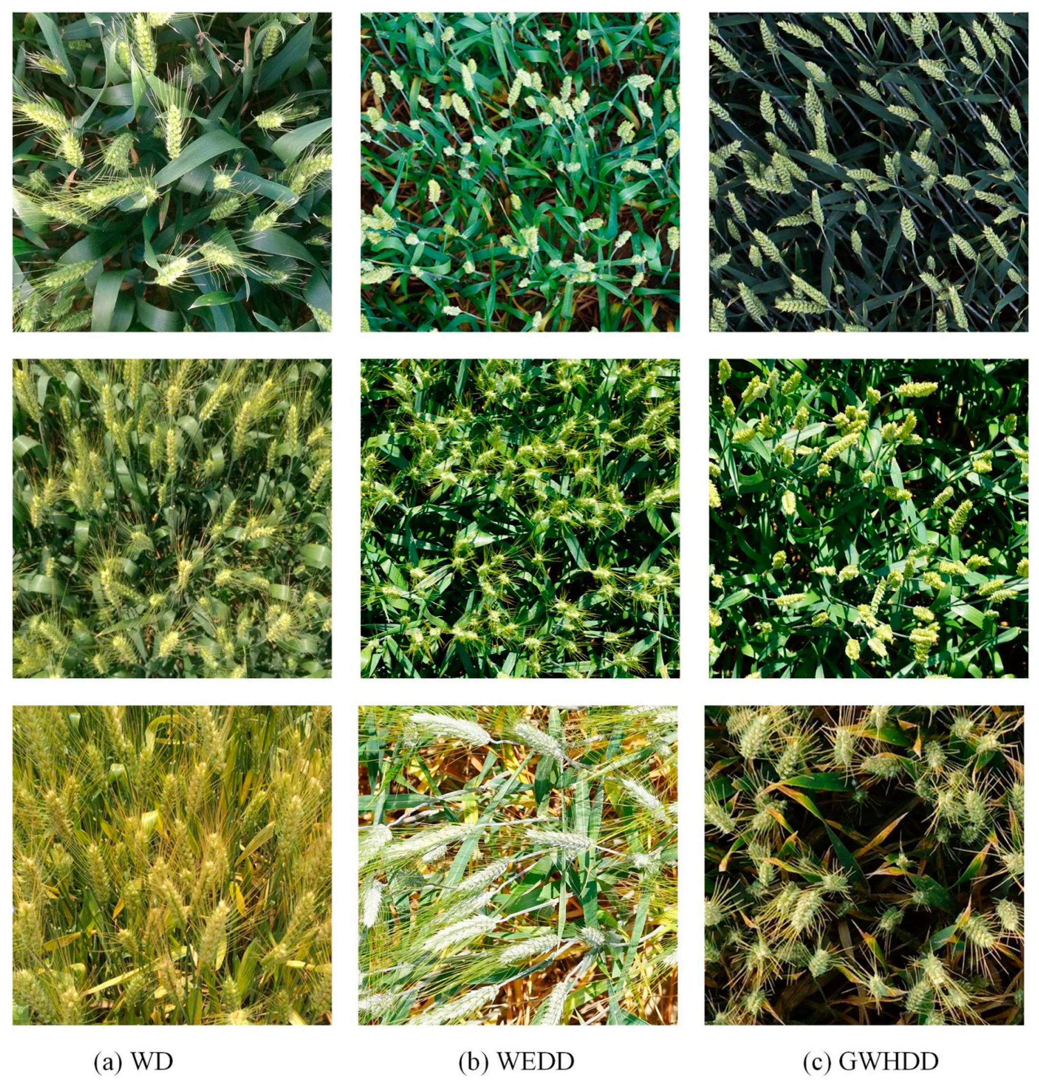 Agronomy 11 01202 g001