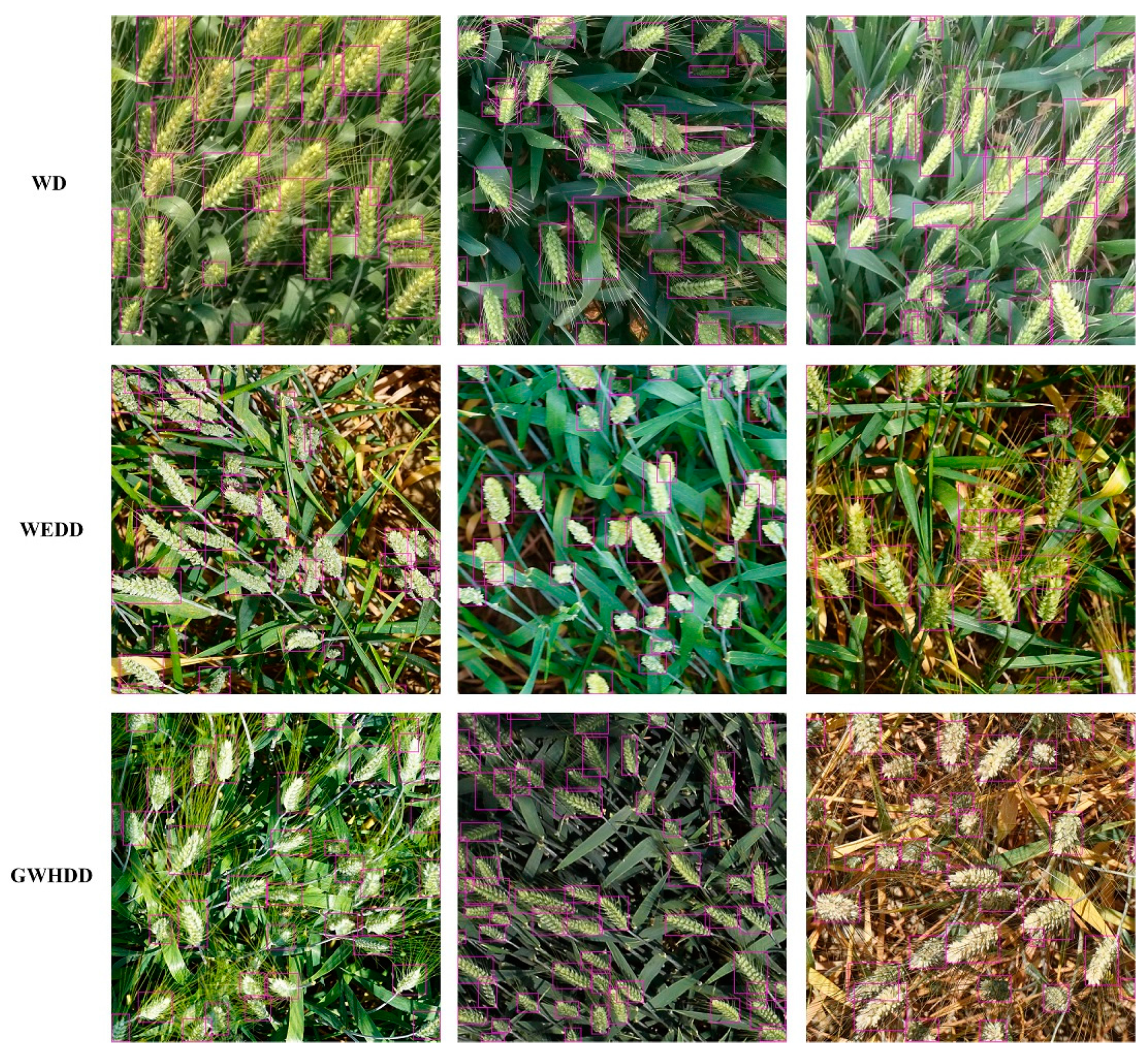 Agronomy 11 01202 g007