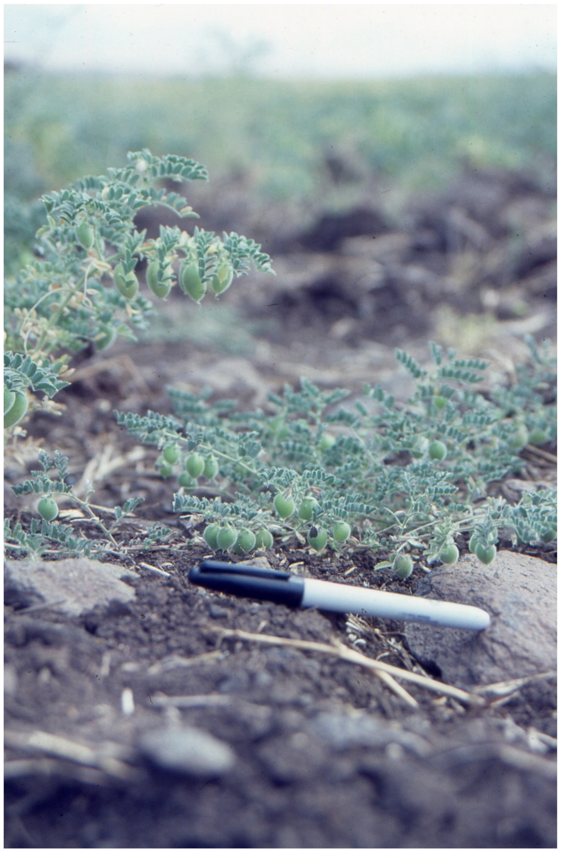 Agronomy 11 01215 g001 Agronomy 11 01215 g001