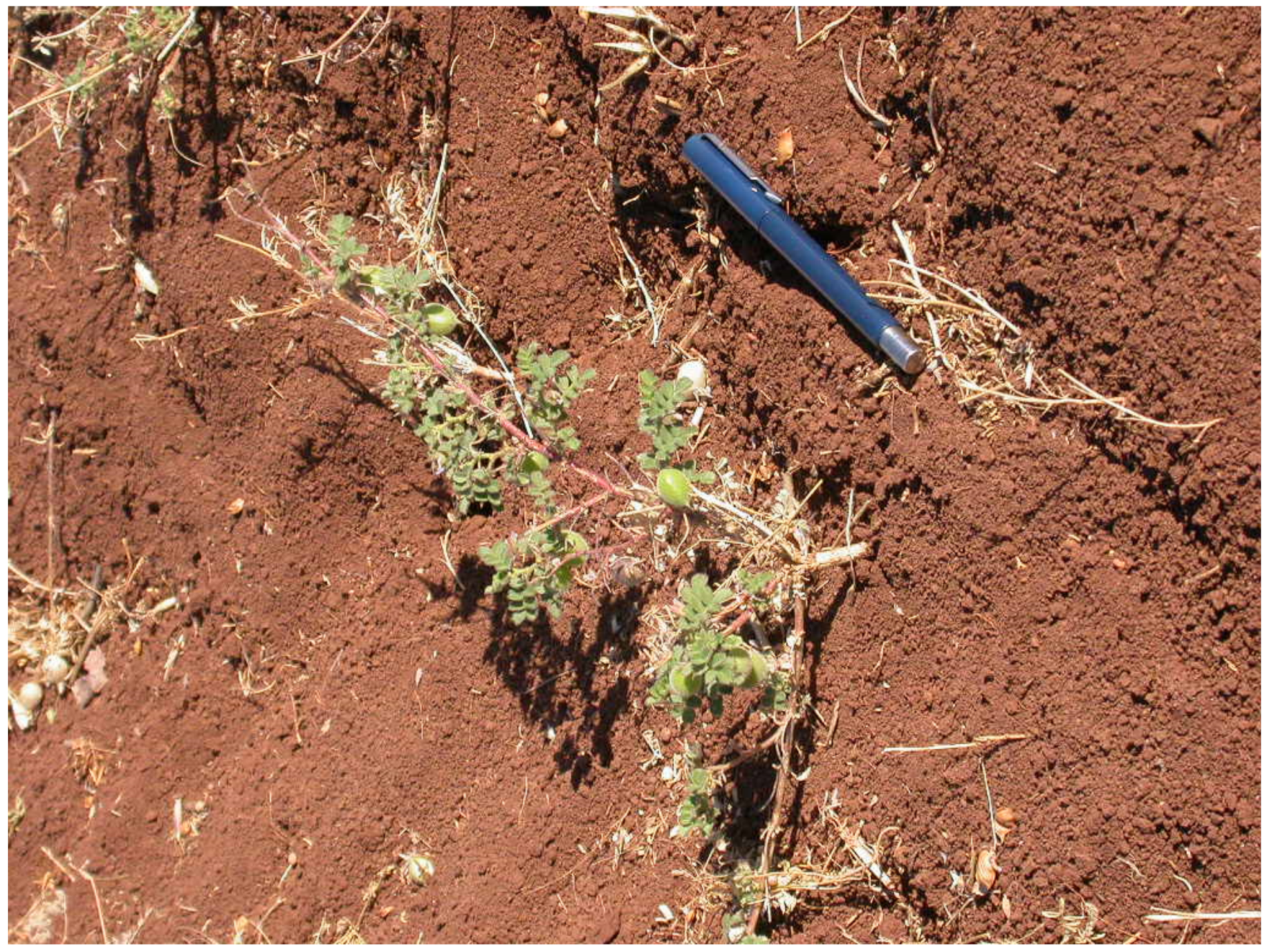 Agronomy 11 01215 g002 Agronomy 11 01215 g002