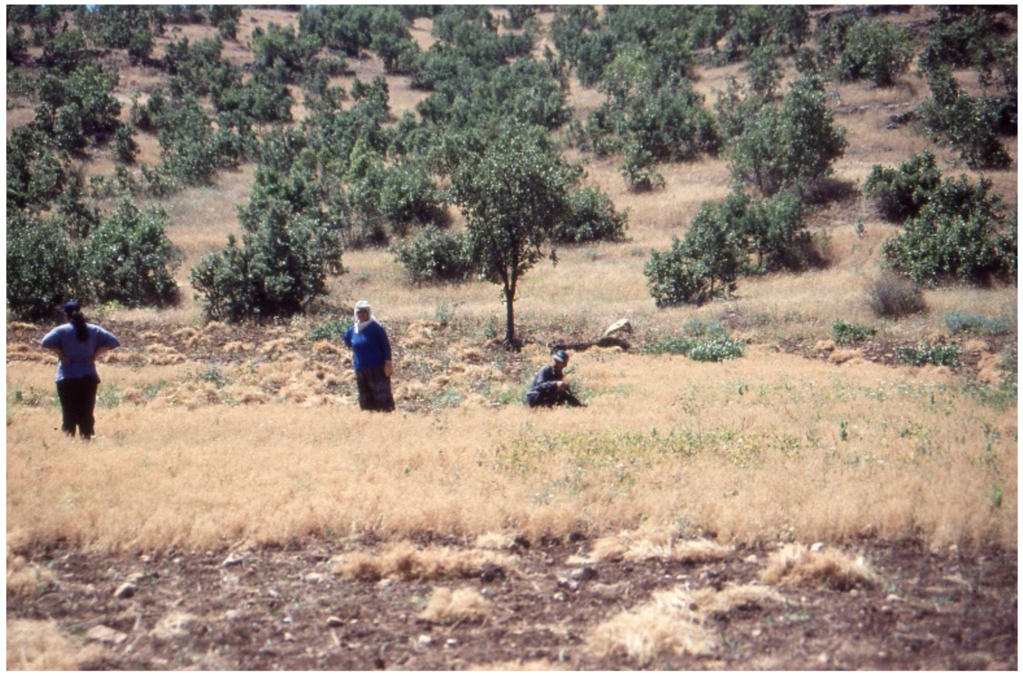 Agronomy 11 01215 g004 Agronomy 11 01215 g004