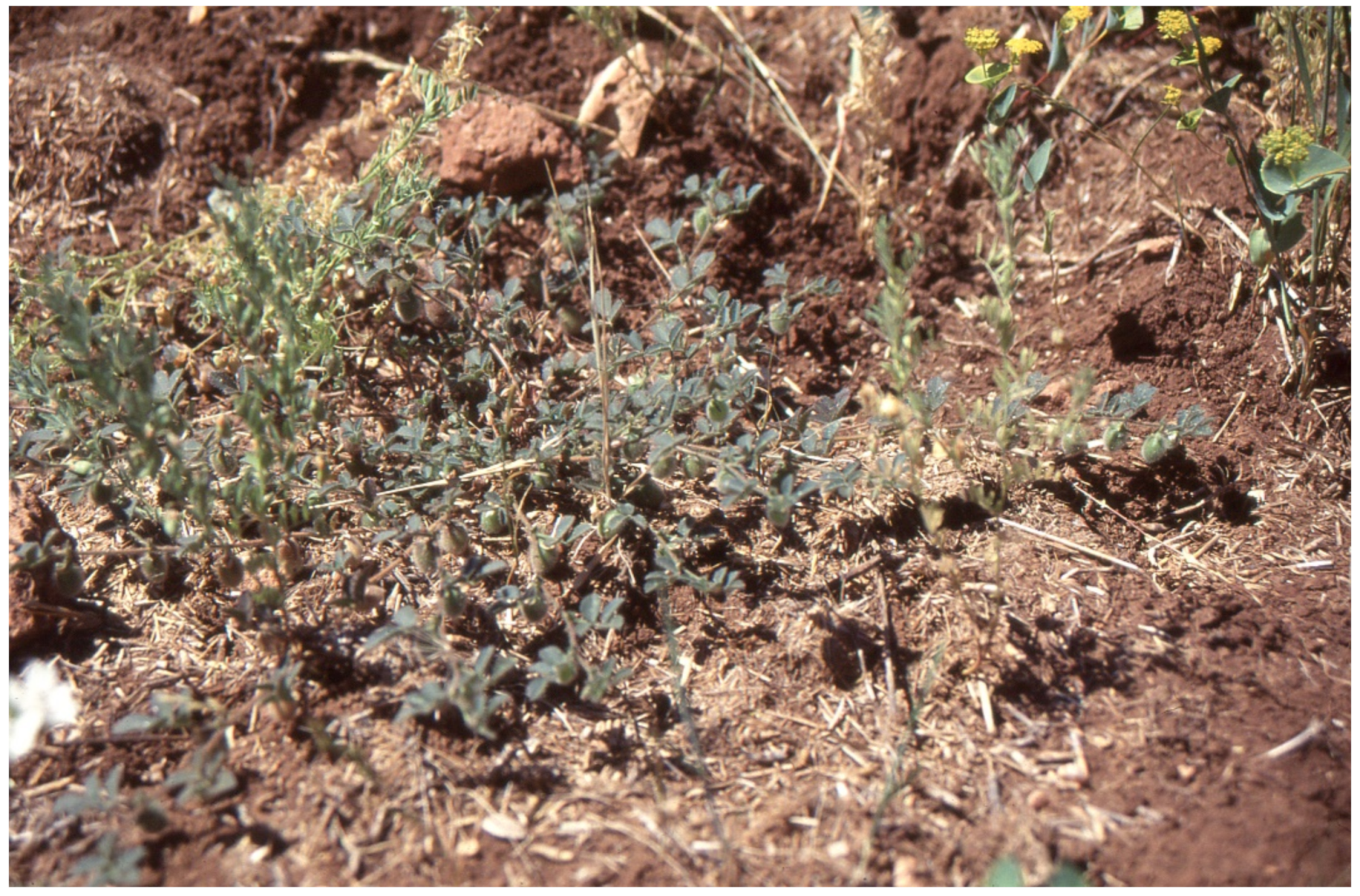 Agronomy 11 01215 g007 Agronomy 11 01215 g007