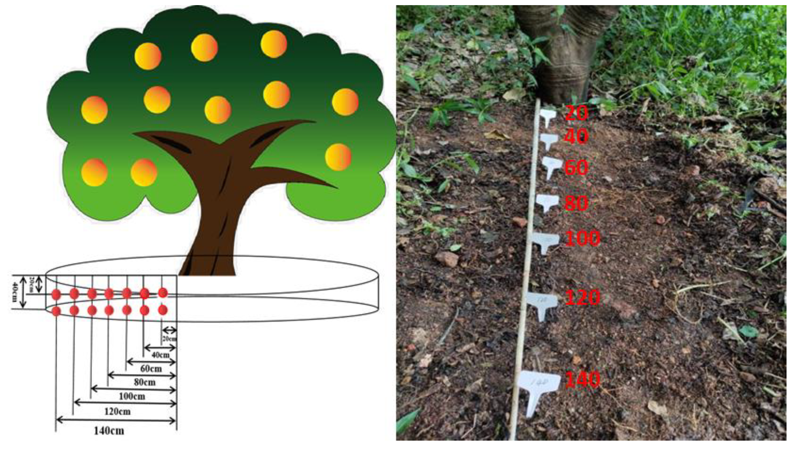 Agronomy 11 01231 g001