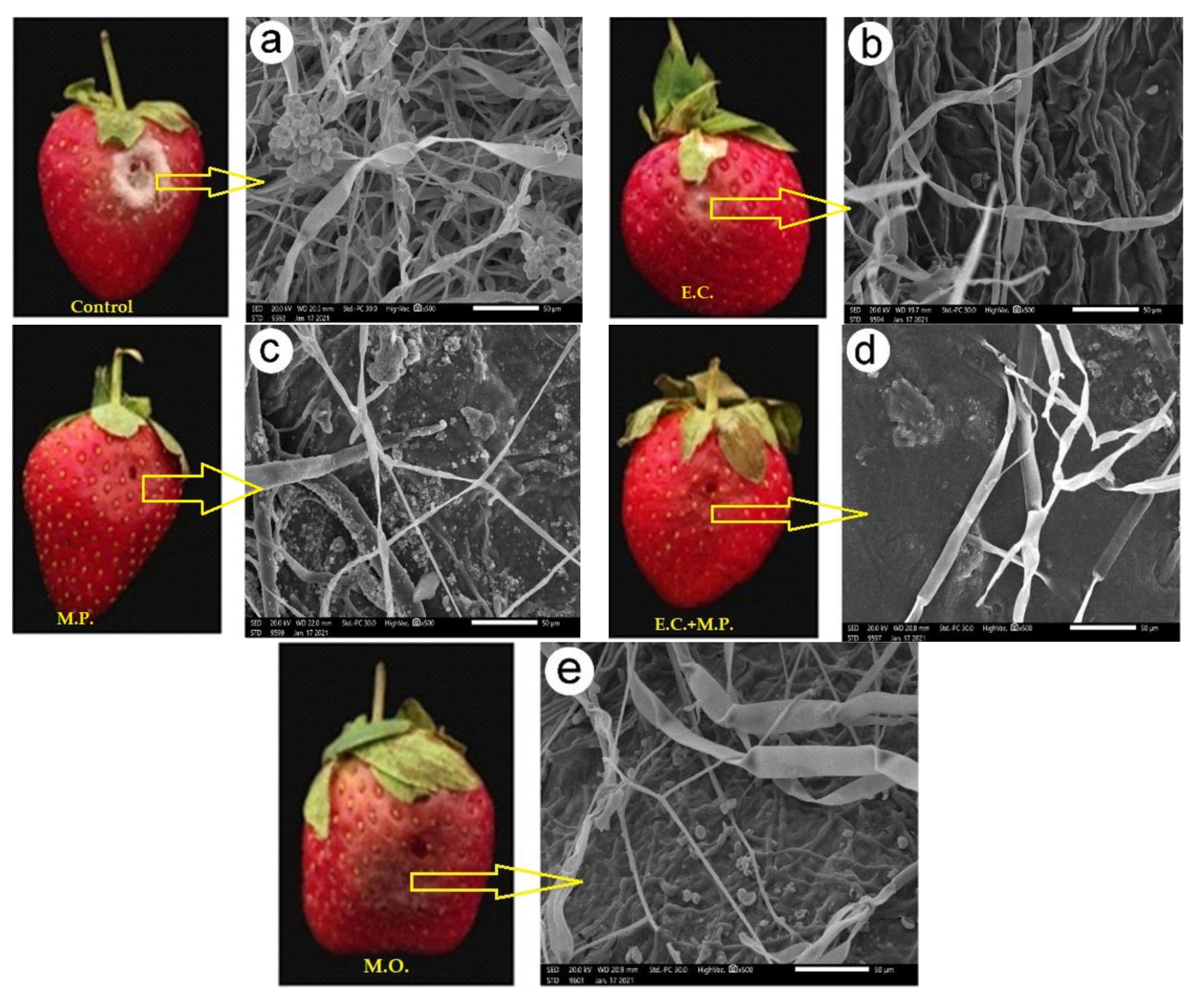 Agronomy Free Full Text Post Harvest Enhancing And Botrytis Cinerea Control Of Strawberry Fruits Using Low Cost And Eco Friendly Natural Oils Html Agronomy Free Full Text Post Harvest Enhancing And Botrytis Cinerea Control Of Strawberry Fruits Using Low Cost And Eco Friendly Natural Oils Html