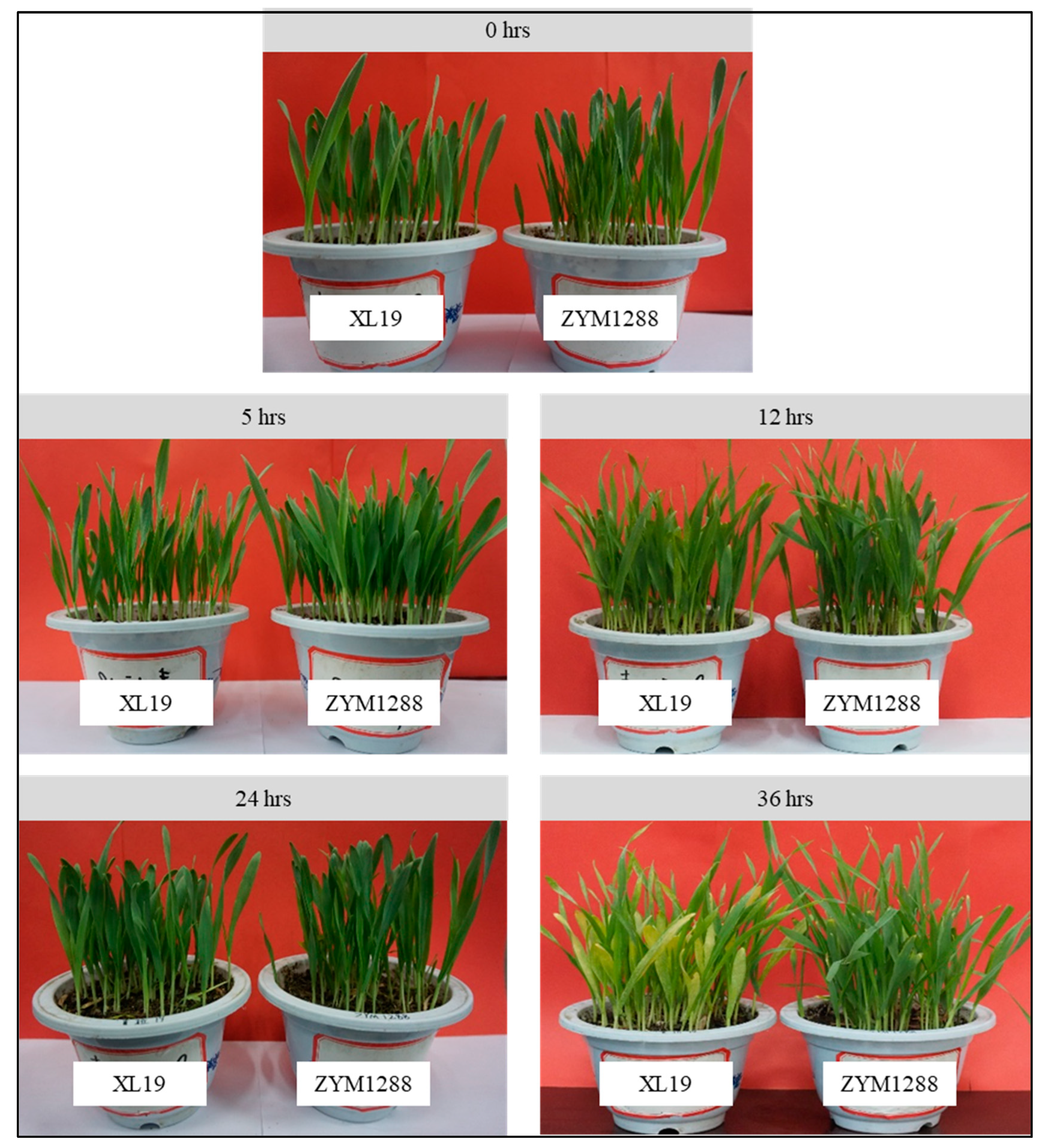 Agronomy 11 01248 g001 Agronomy 11 01248 g001