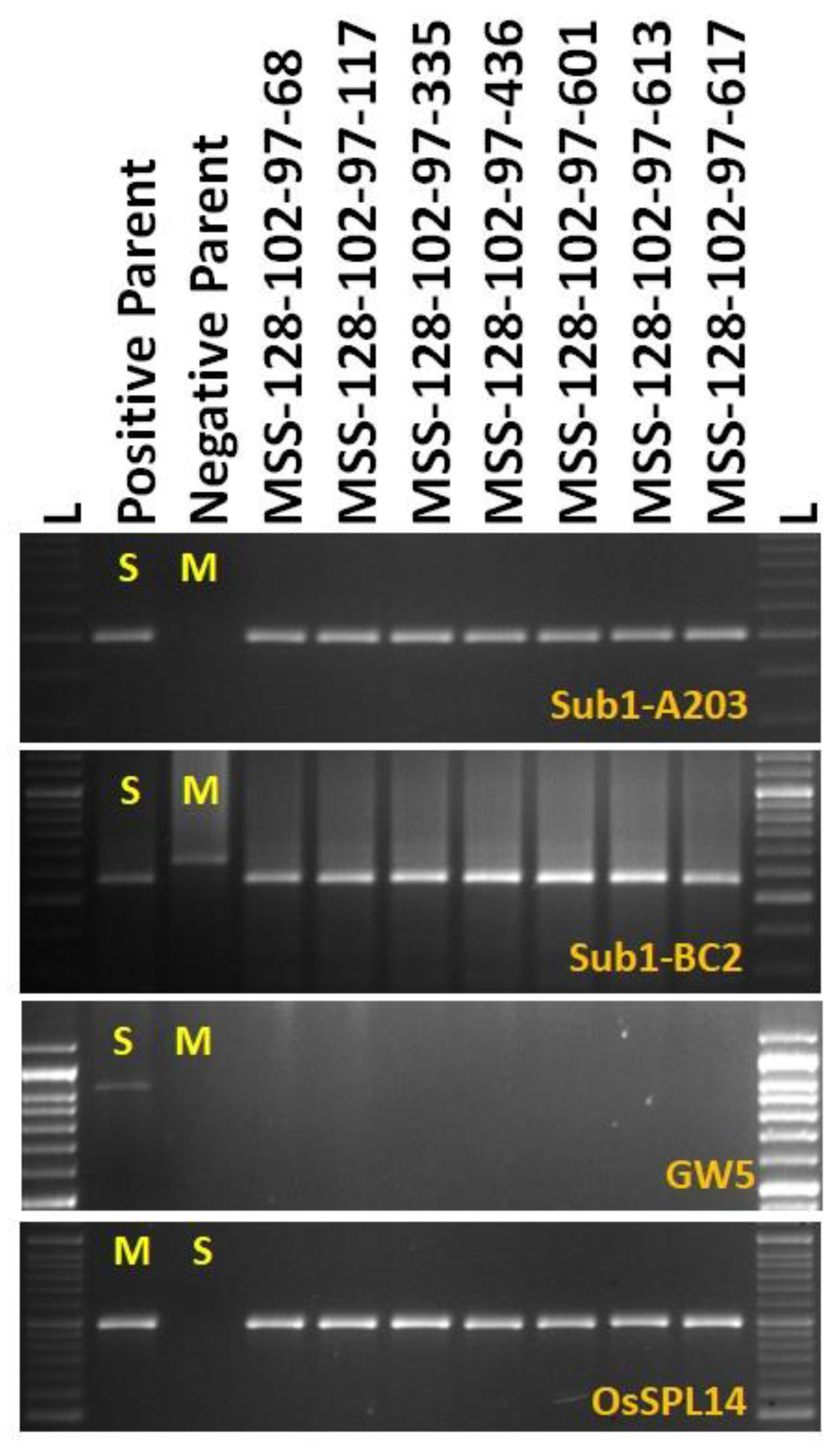 Agronomy 11 01263 g006