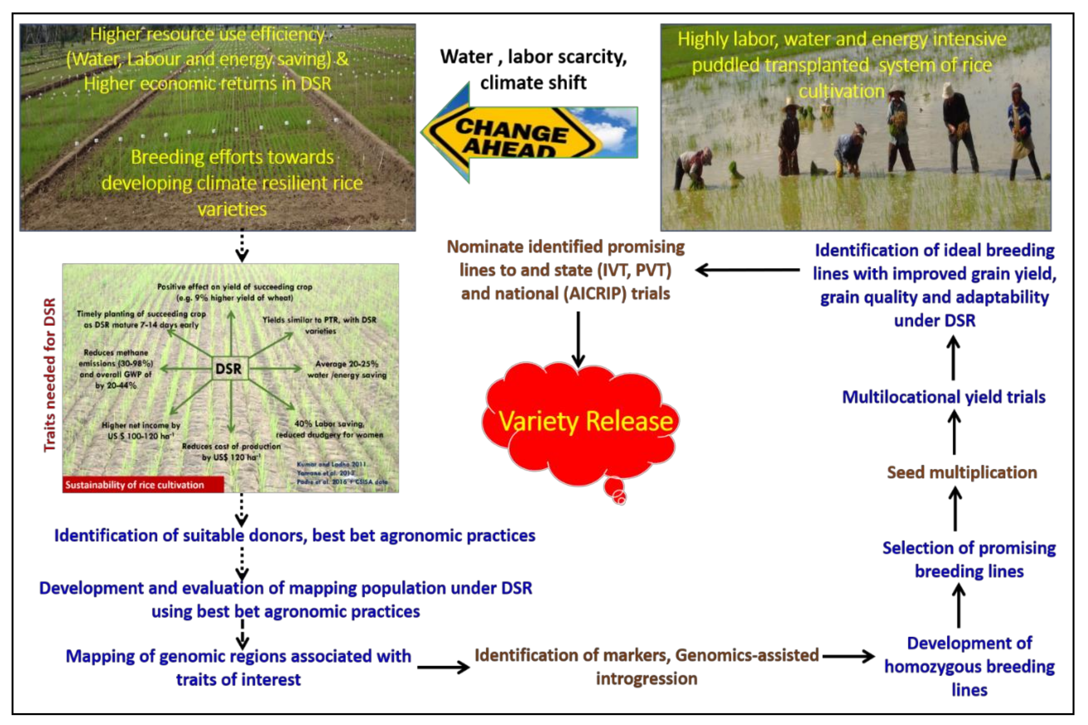 Agronomy 11 01264 g005