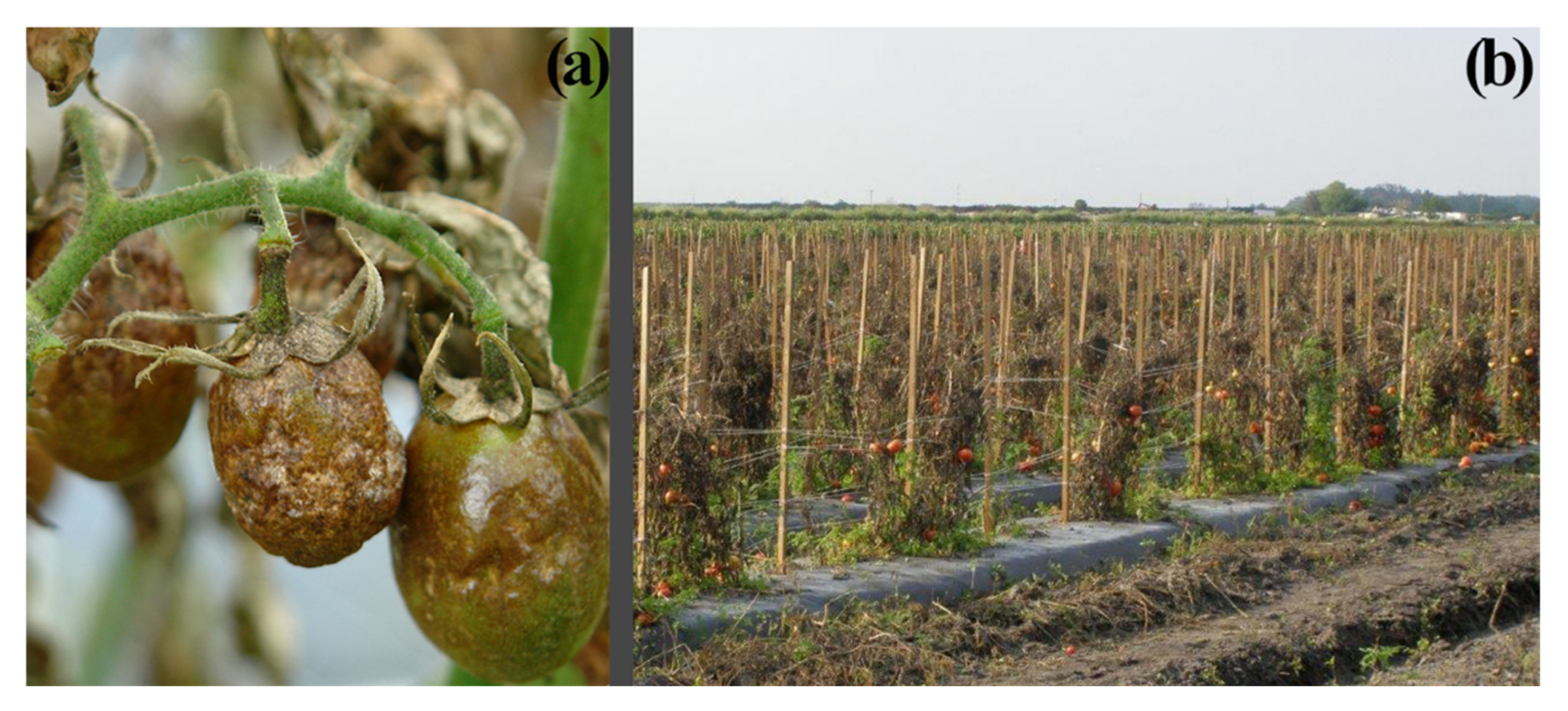 Agronomy 11 01266 g001 550