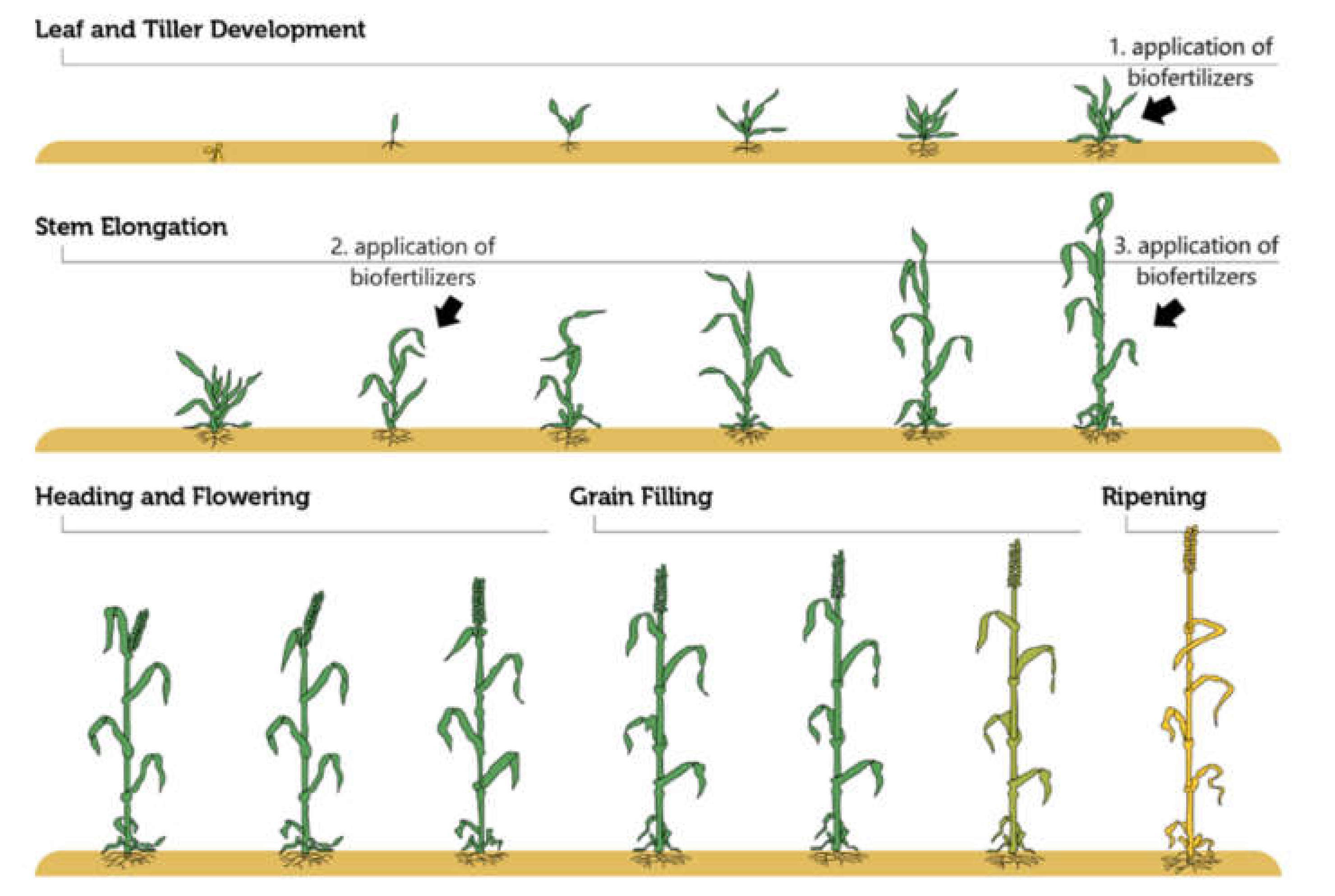 Agronomy 11 01270 g001
