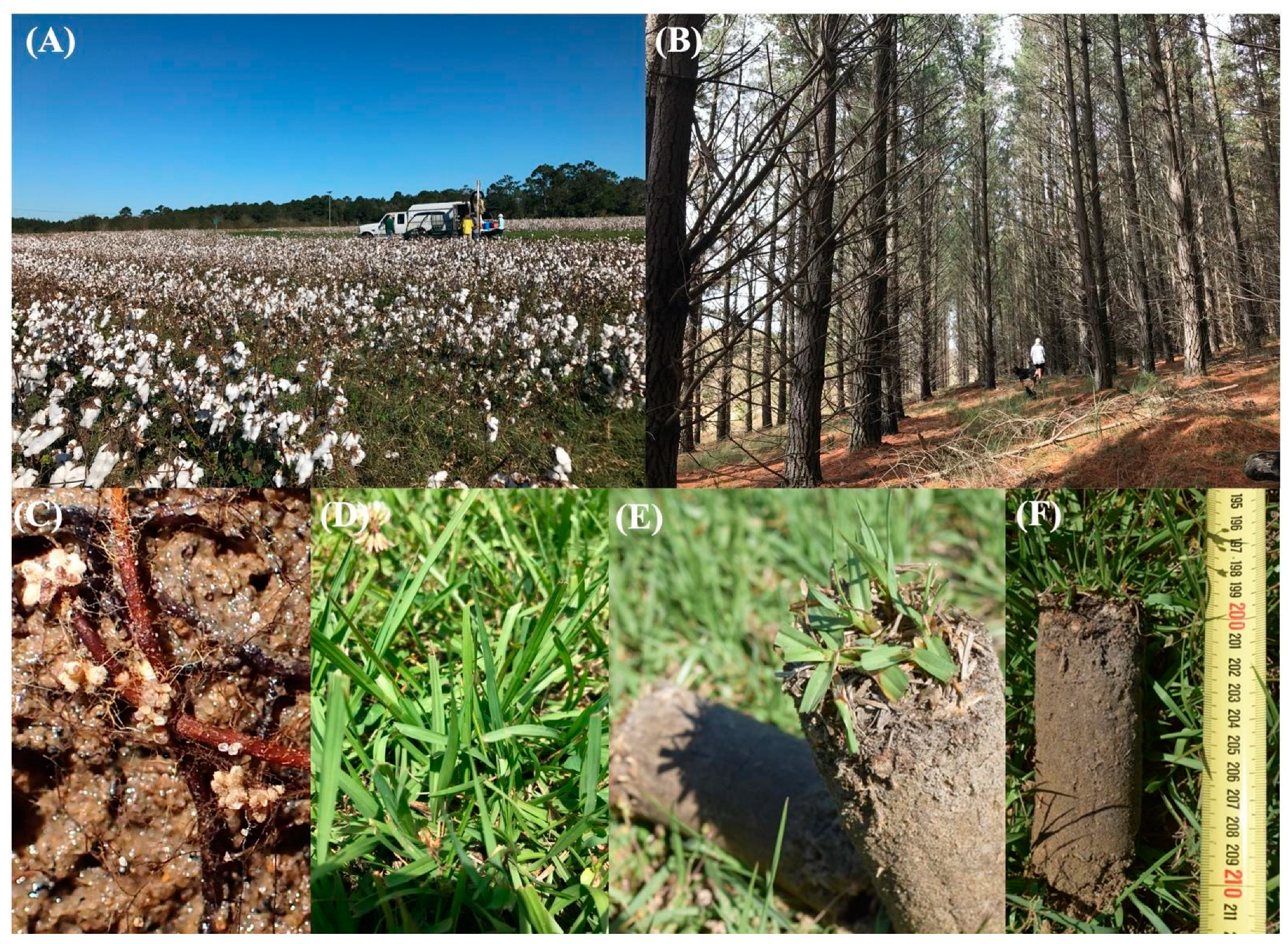 Agronomy 11 01274 g001 550