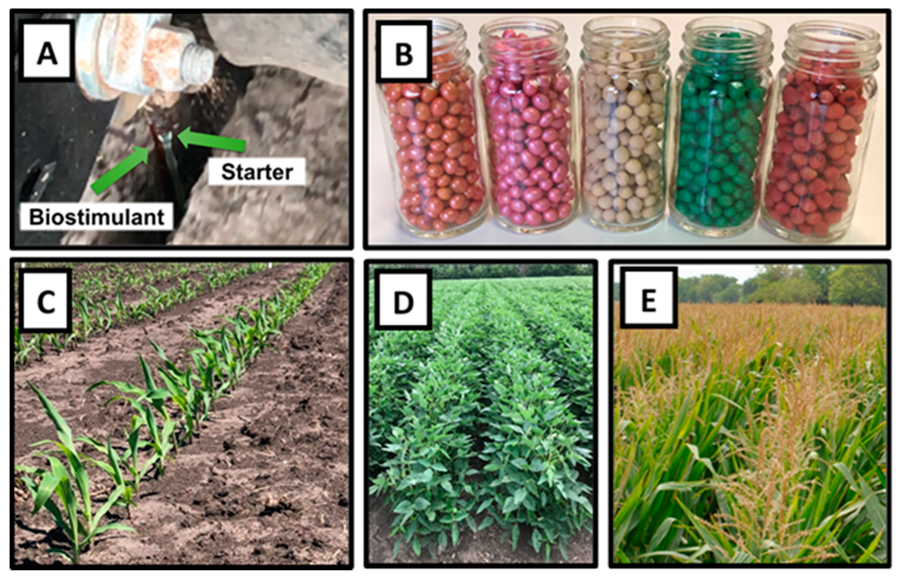 生物資材とバイオスティミュラントの効果の違いを明確化（Biologicals vs. biostimulants: Illinois study clarifies crop input confusion）