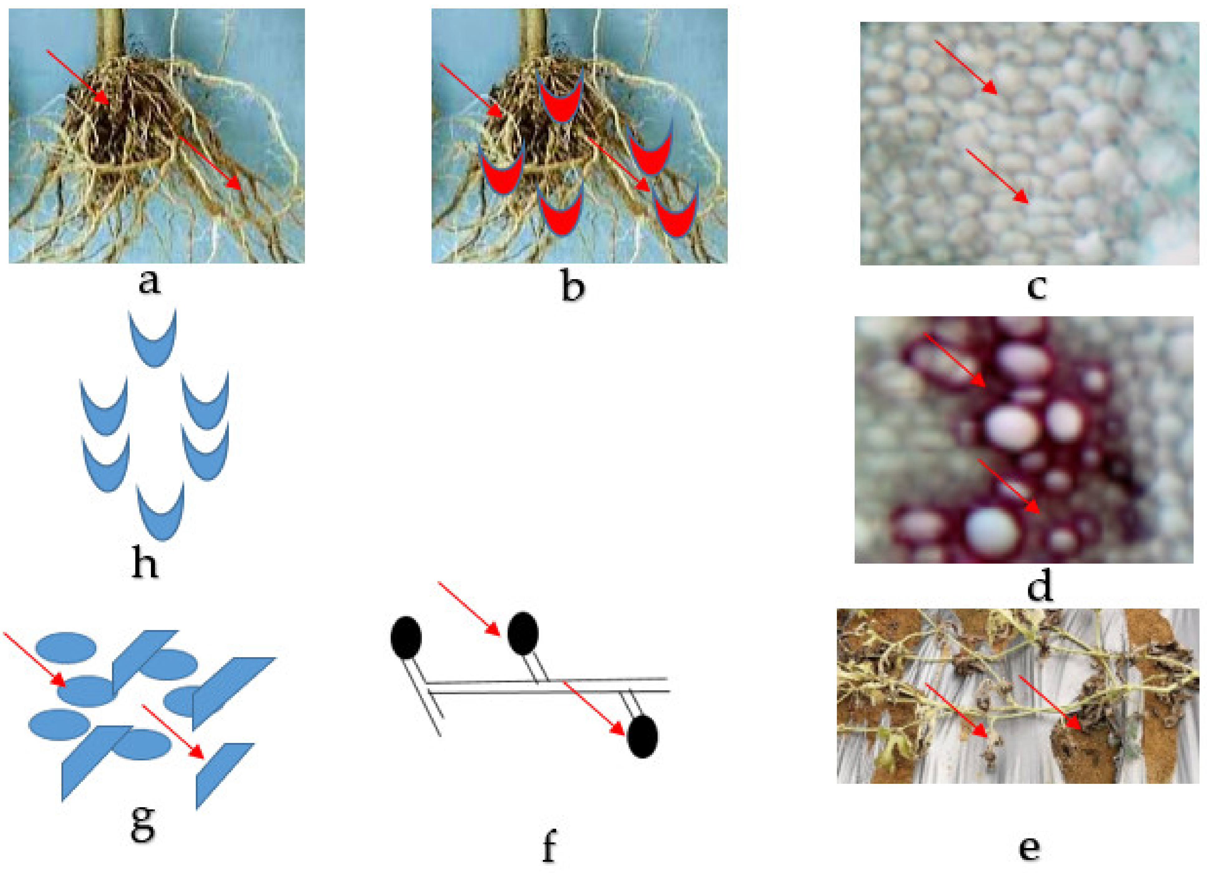 Agronomy 11 01310 g001