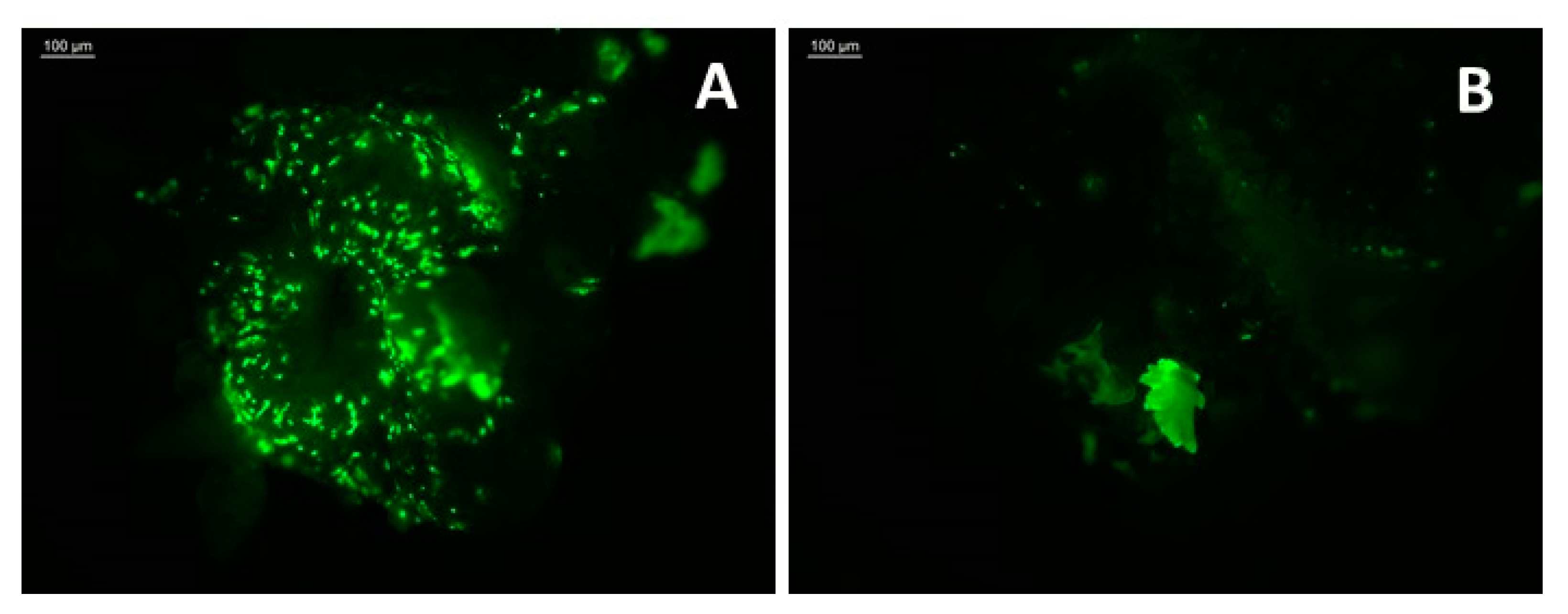 Agronomy 11 01338 g005