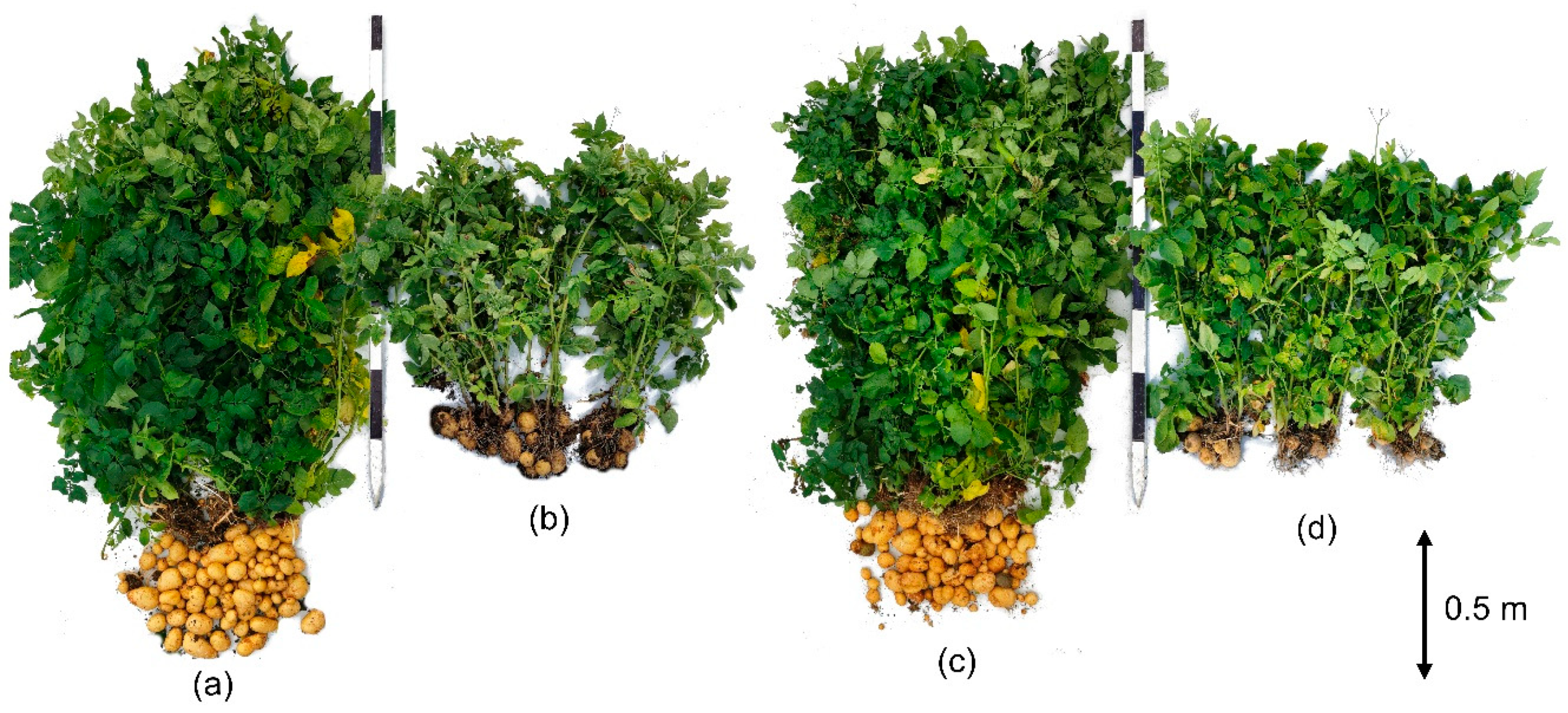 Agronomy 11 01369 g001 550