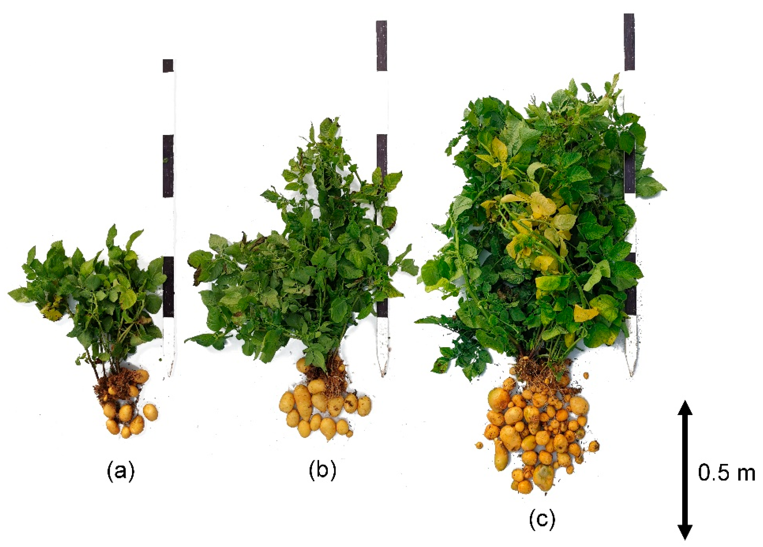 Agronomy 11 01369 g003 550
