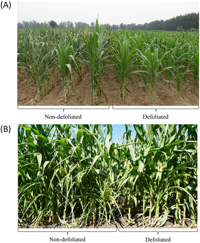 Agronomy 11 01376 g002