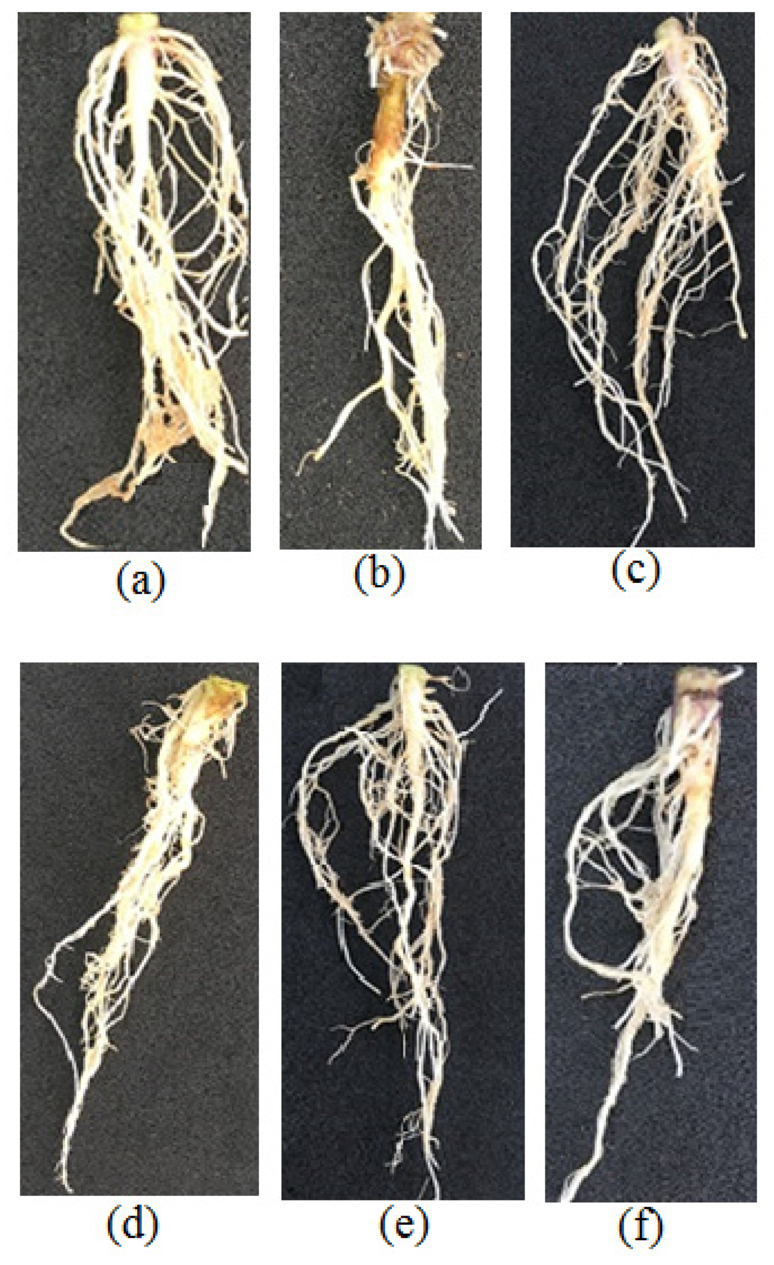 Agronomy 11 01384 g007