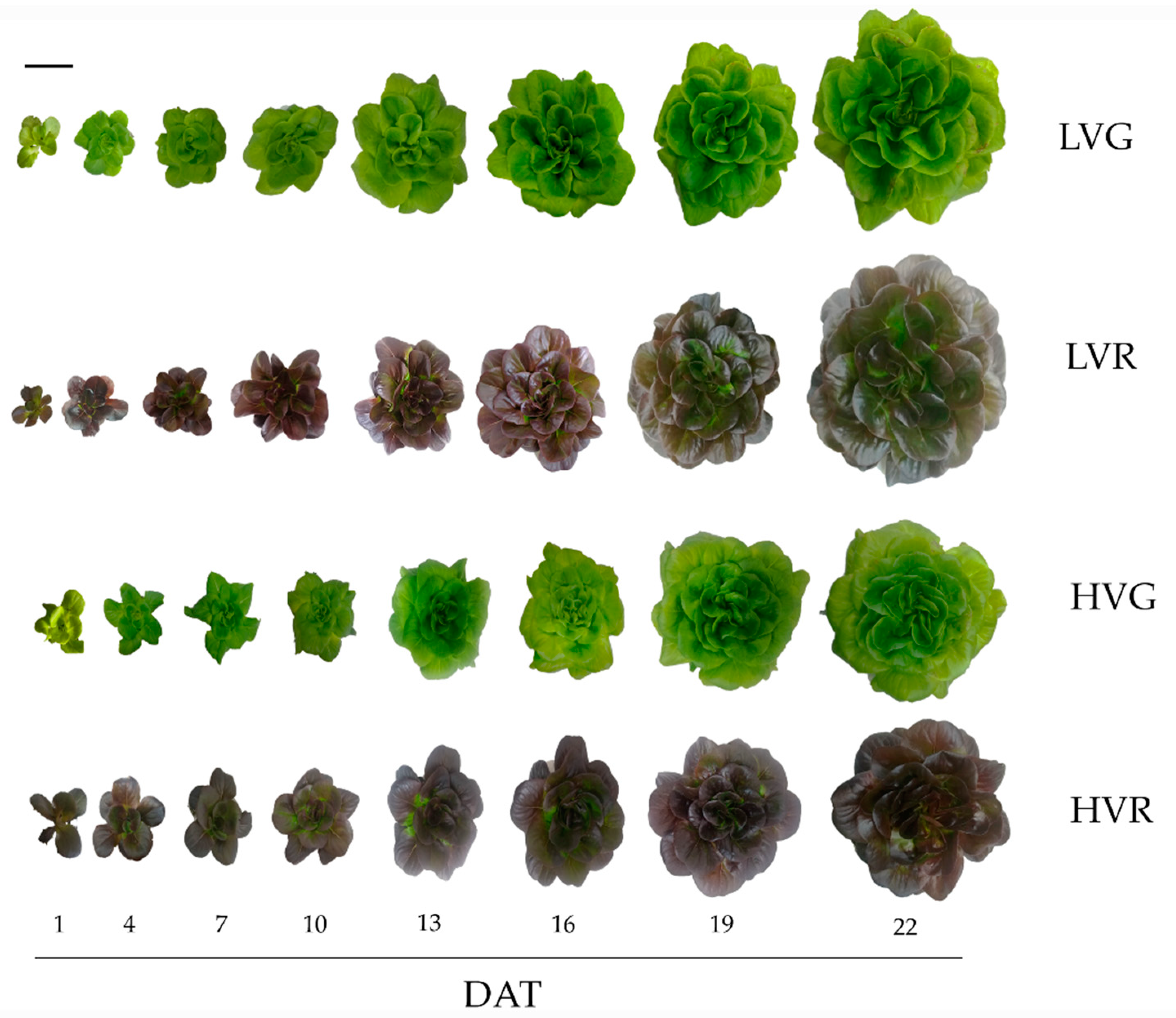 Agronomy 11 01396 g001