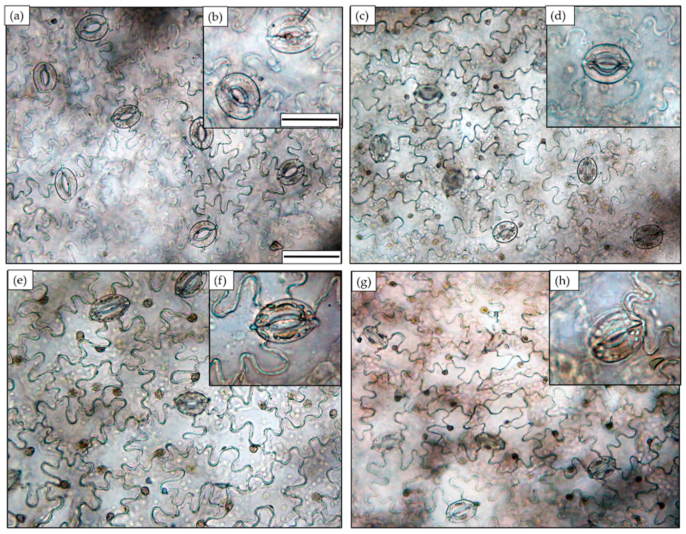Agronomy 11 01396 g003