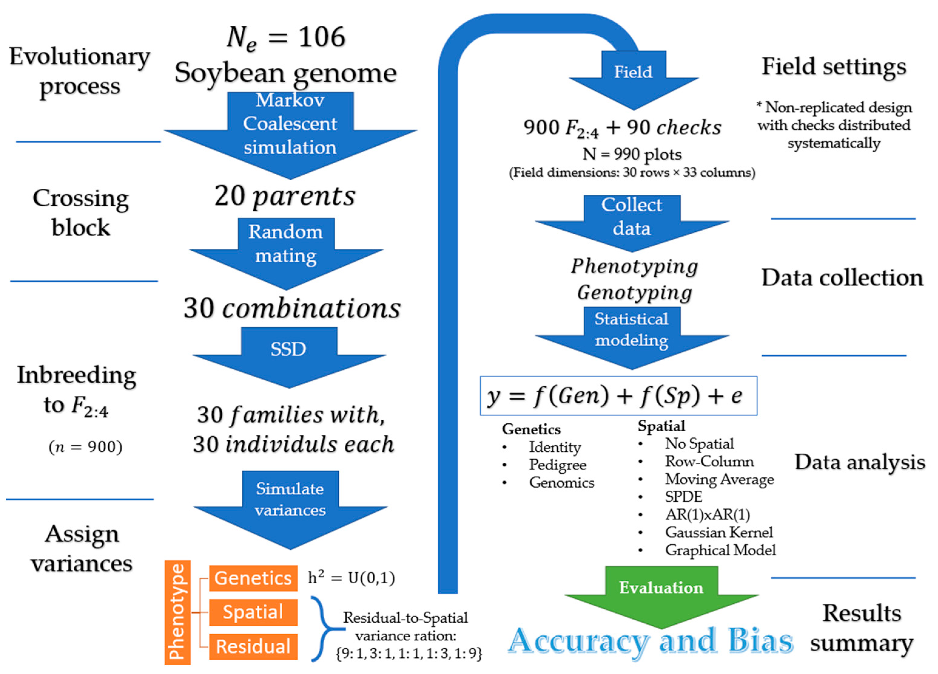 plant breeding steps