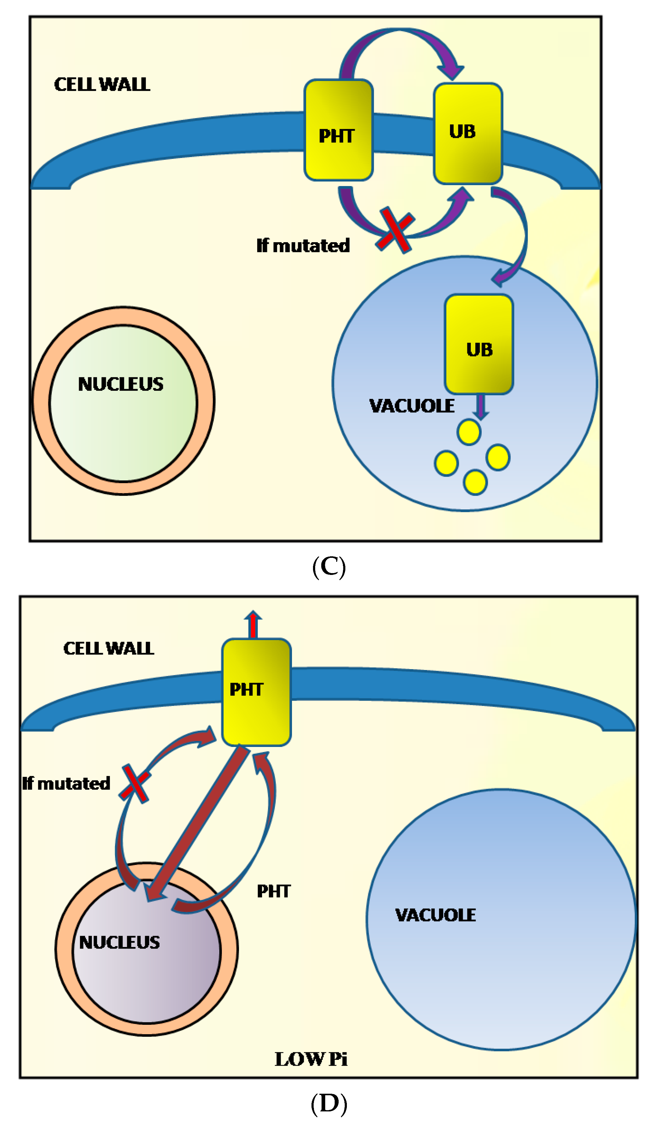 Agronomy 11 01401 g005b Agronomy 11 01401 g005b