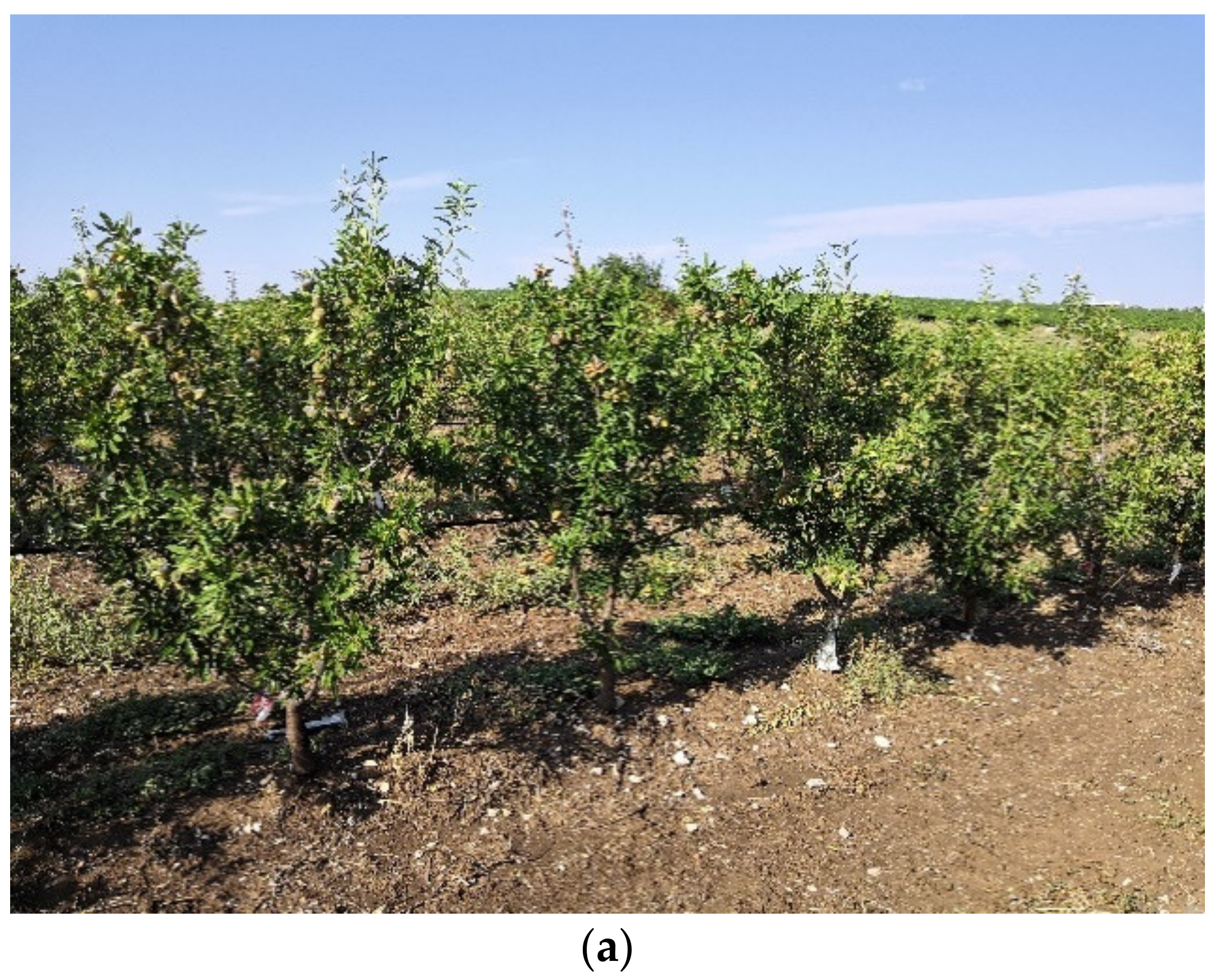 Agronomy 11 01406 g001a