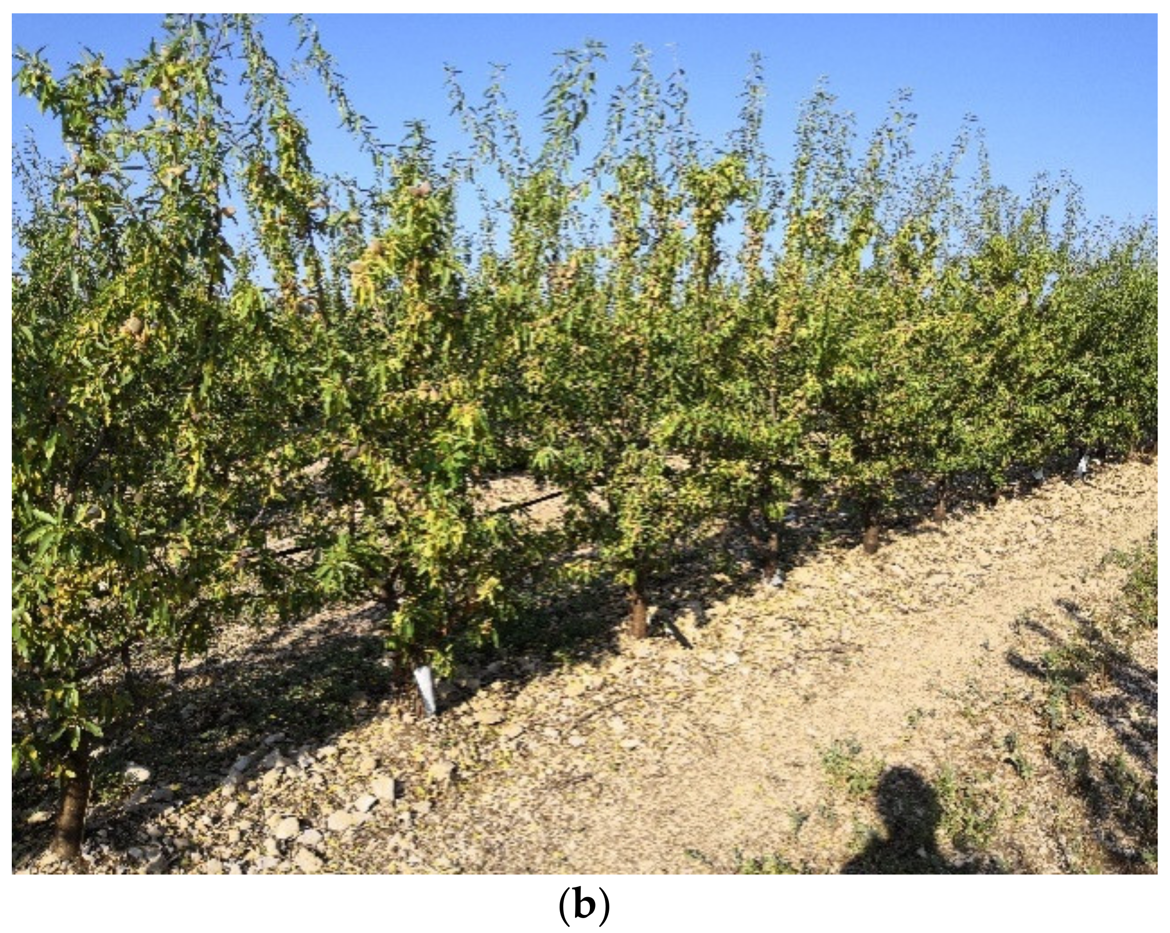 Agronomy 11 01406 g001b