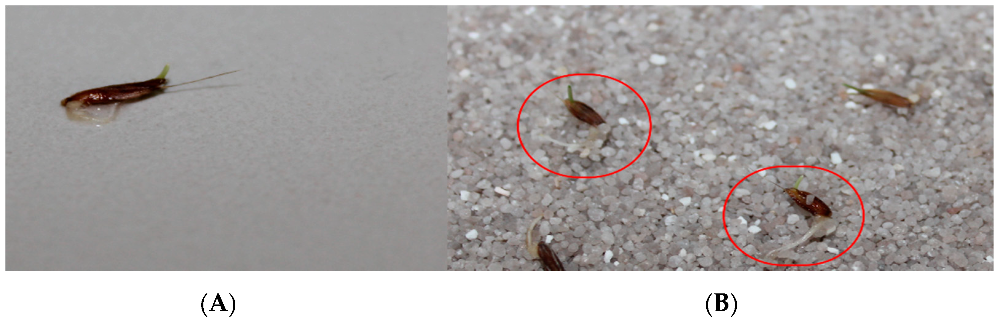 Agronomy 11 01408 g001