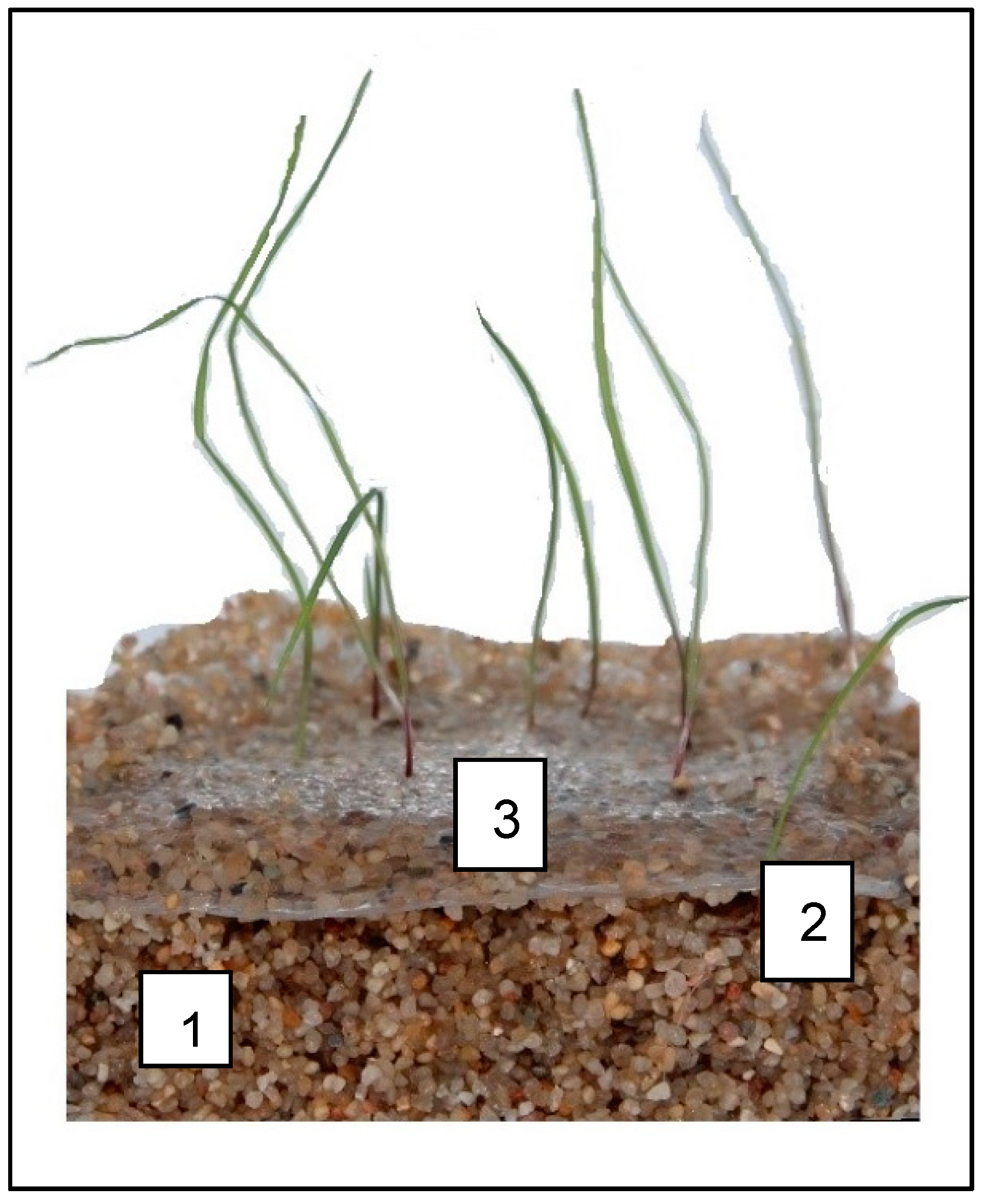 Agronomy 11 01408 g004