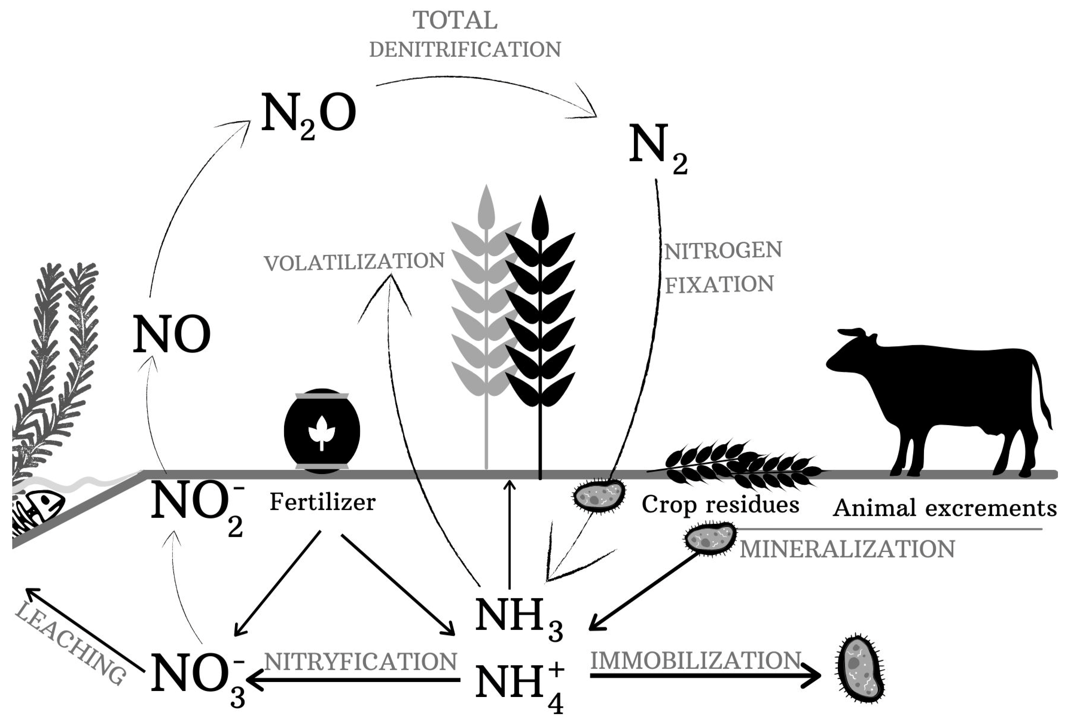 The Significance of Microbial Transformation of Nitrogen Compounds 