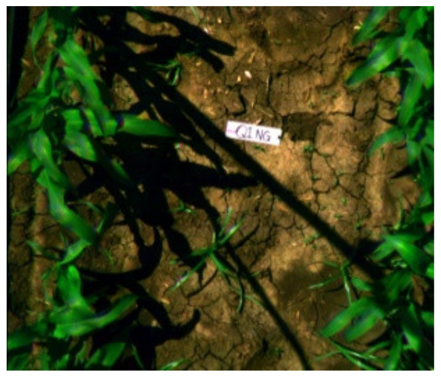 Agronomy 11 01435 i001 Agronomy 11 01435 i001