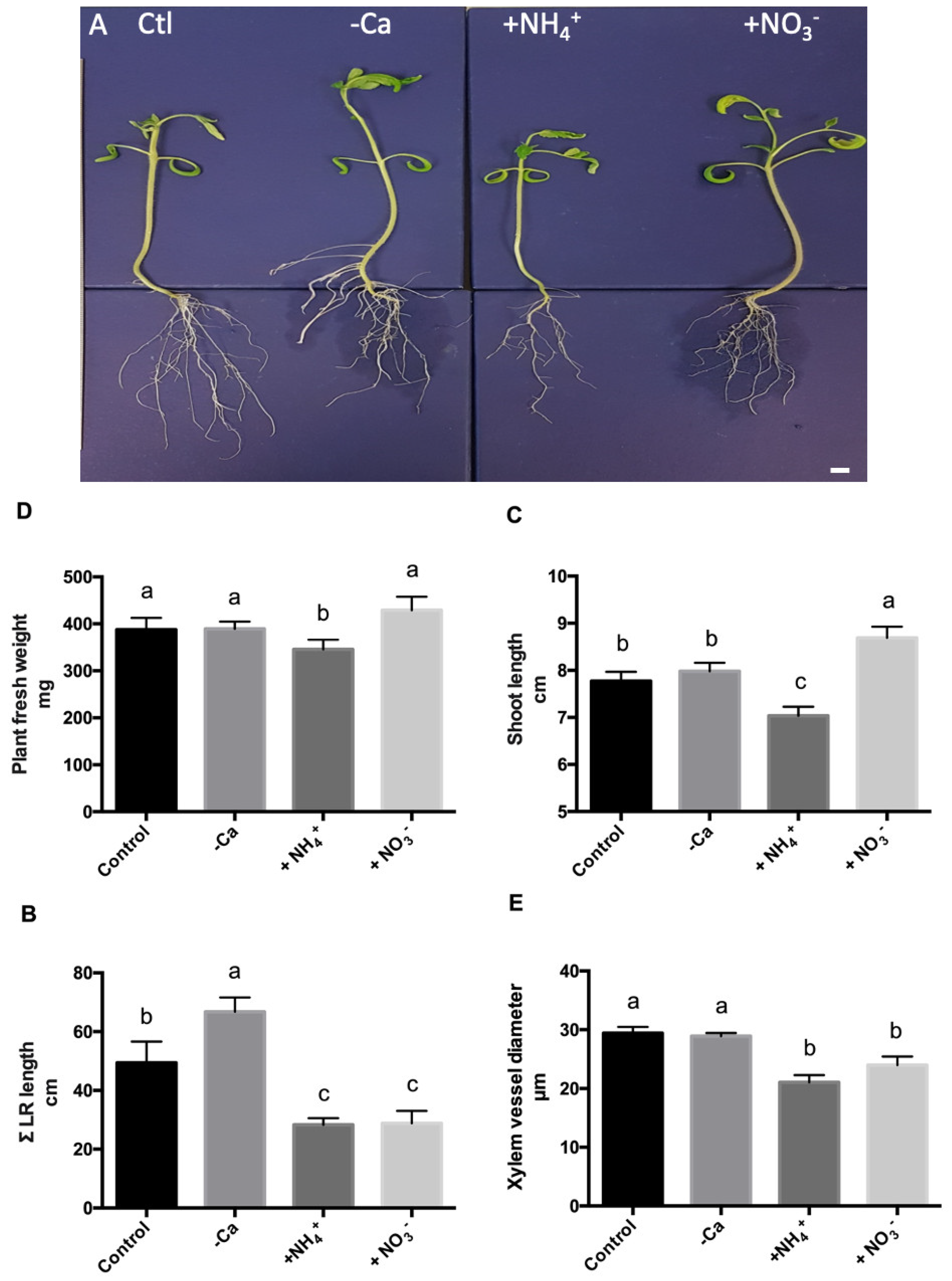 Agronomy 11 01437 g001