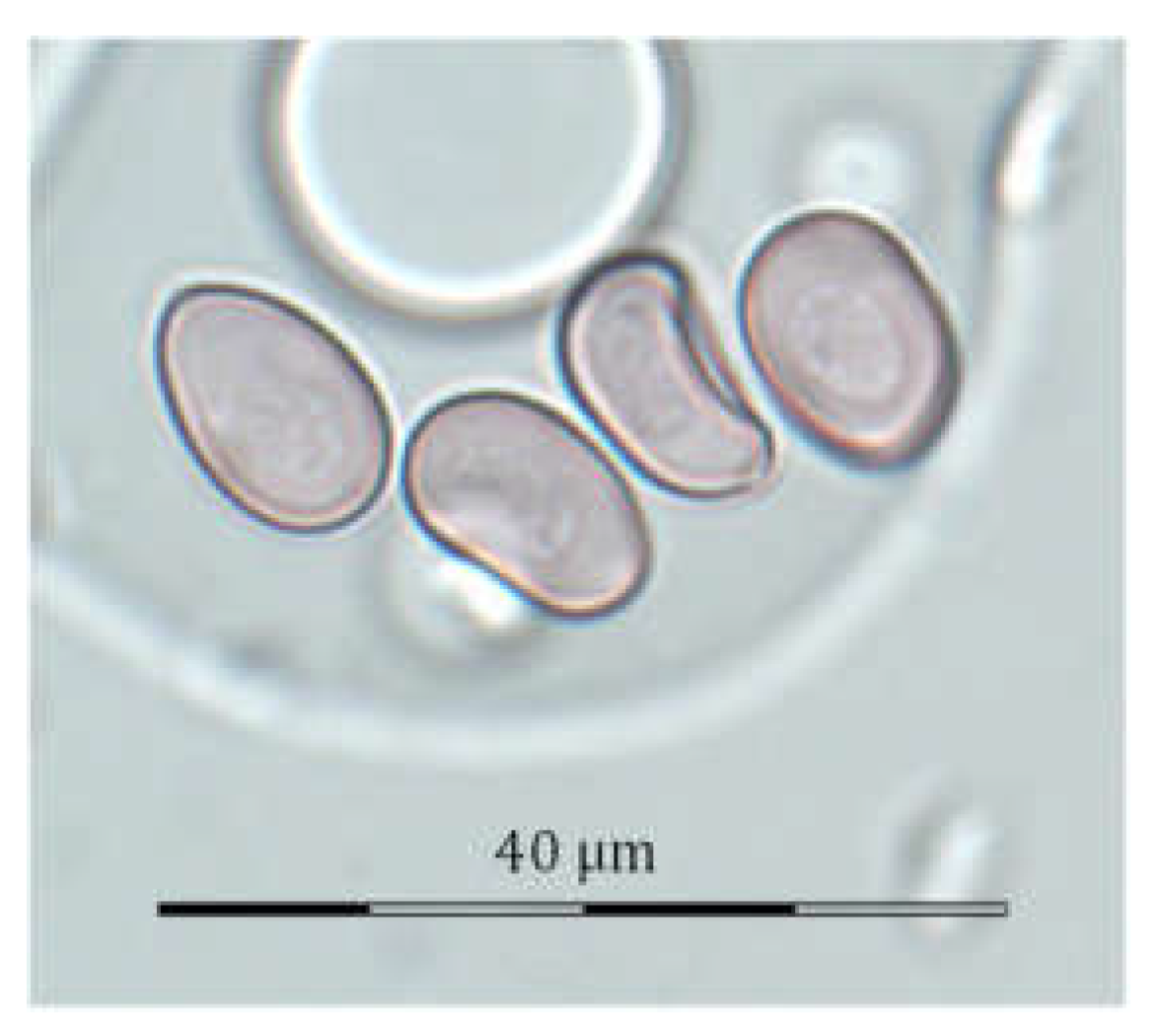 Agronomy 11 01441 g002