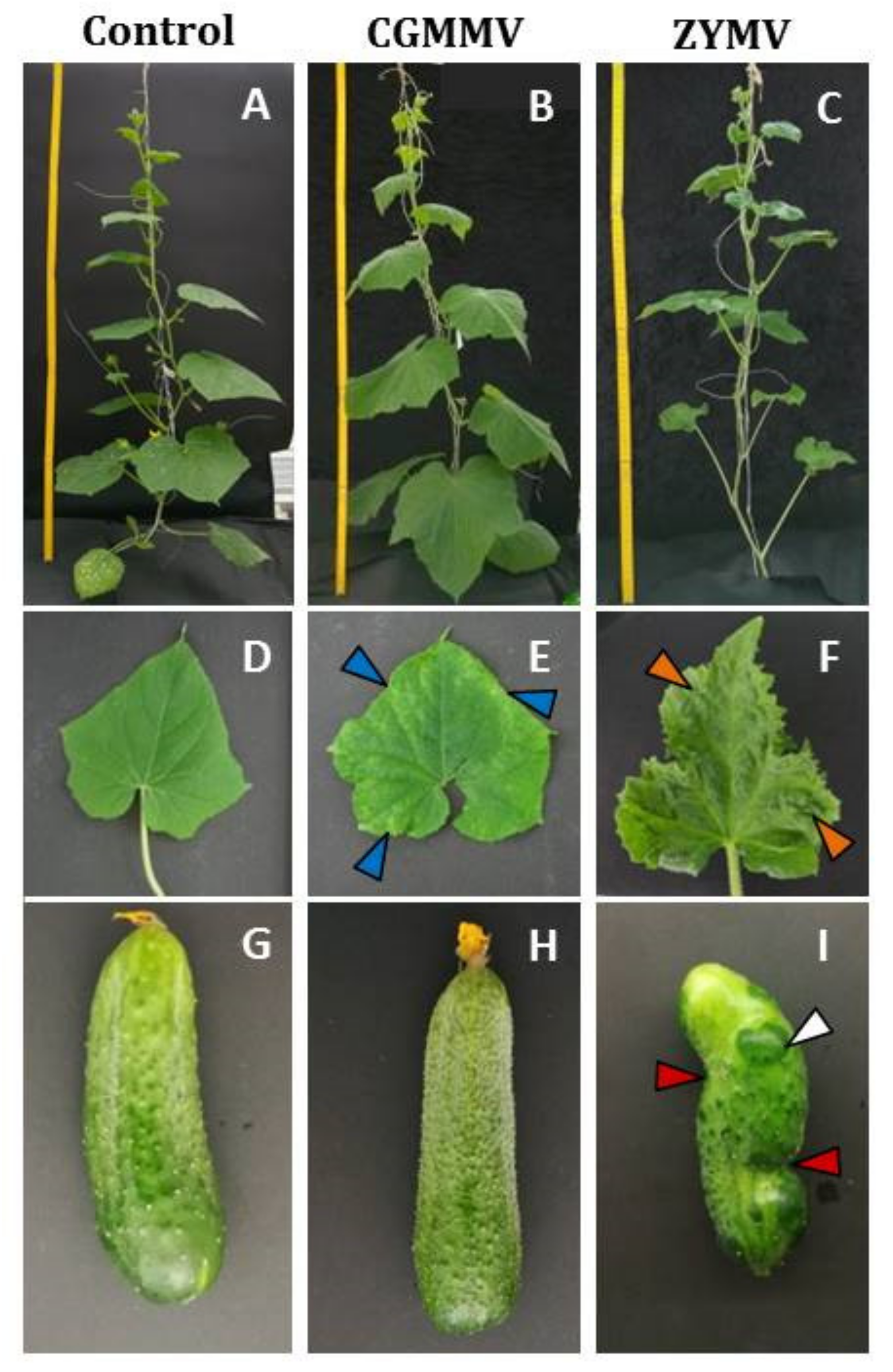 Agronomy 11 01451 g002