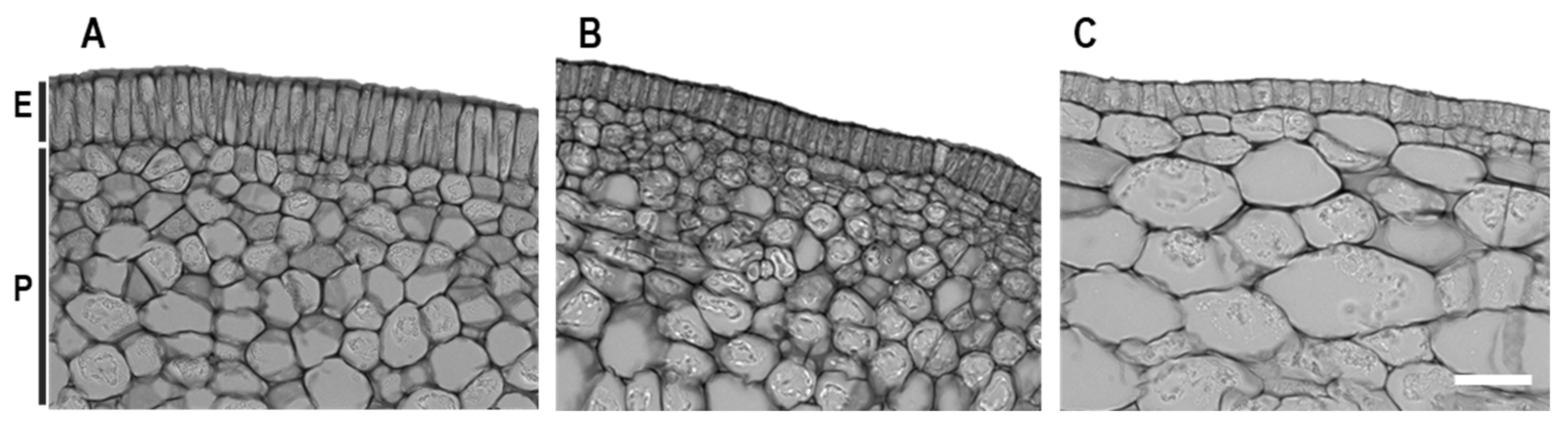 Agronomy 11 01451 g006