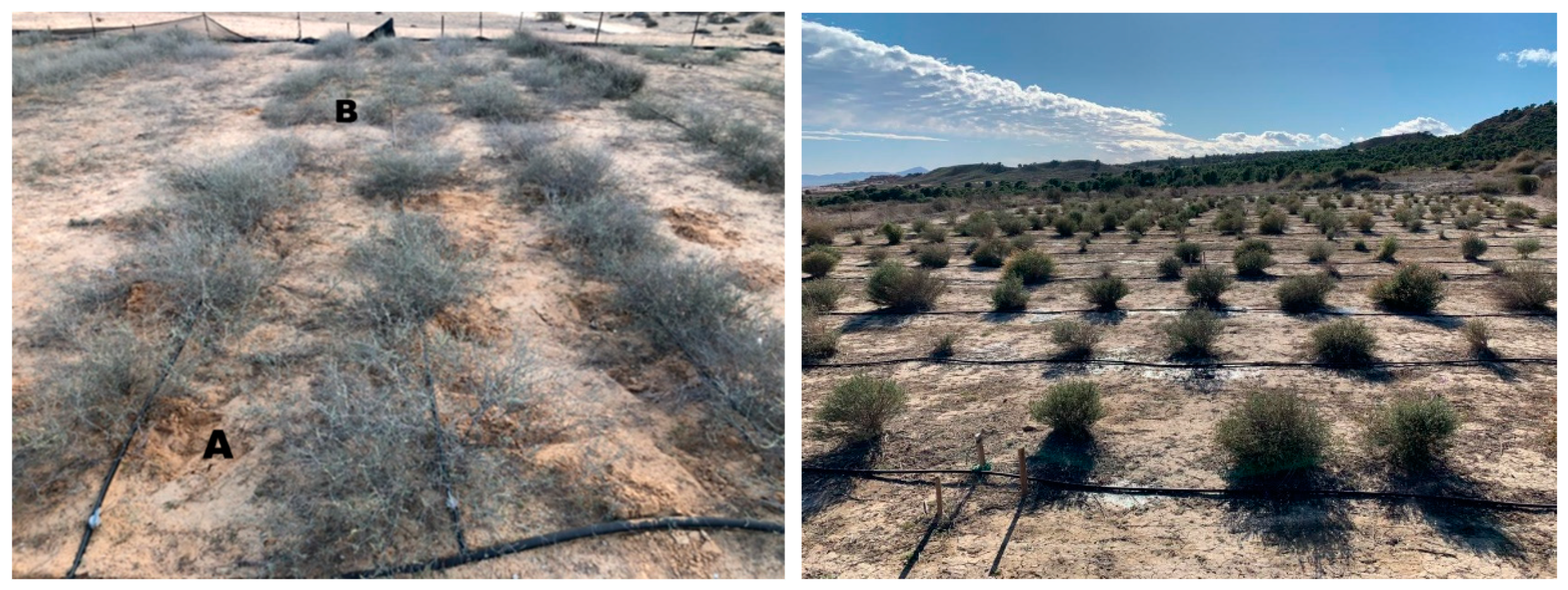 Agronomy 11 01462 g001