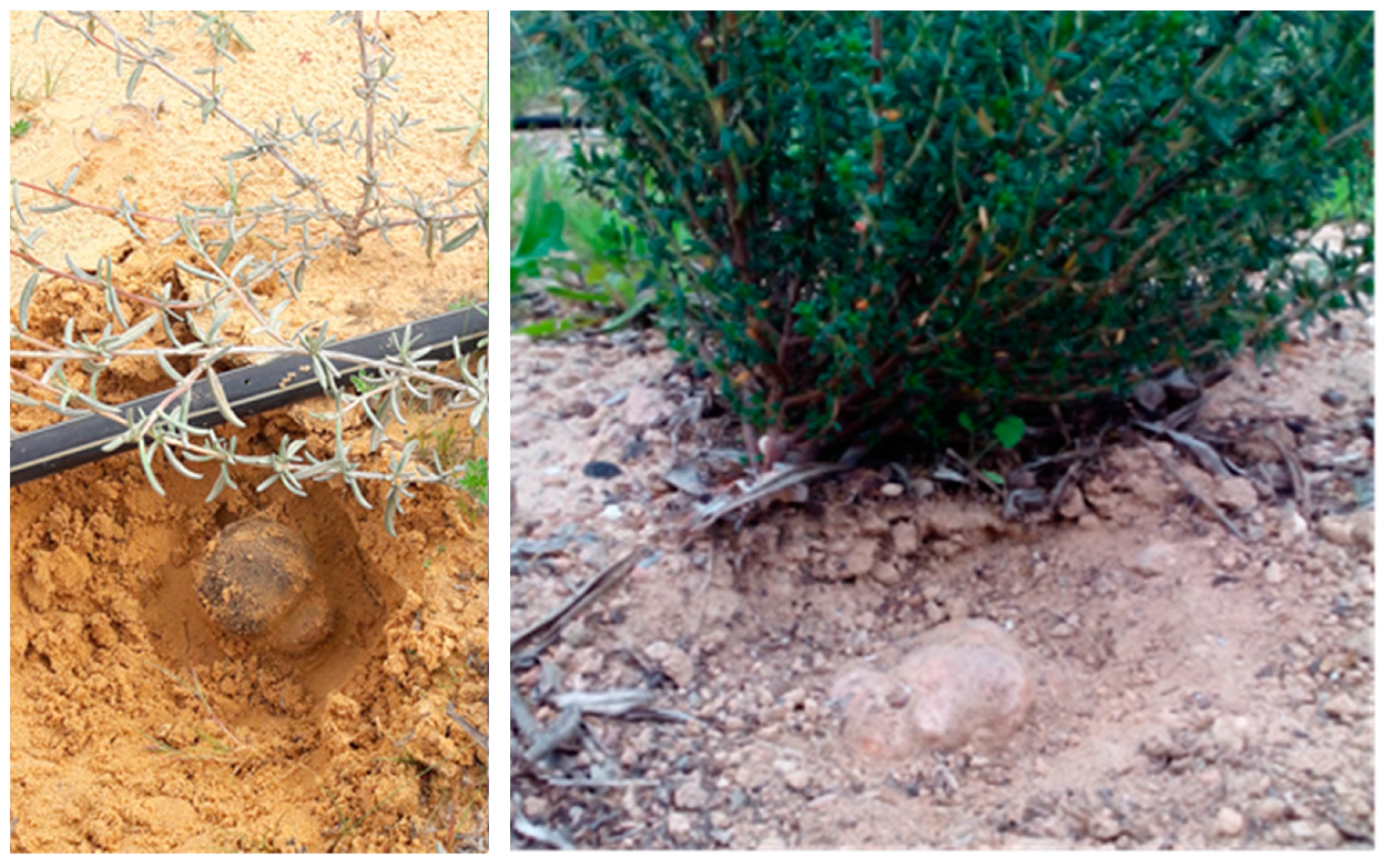 Agronomy 11 01462 g005