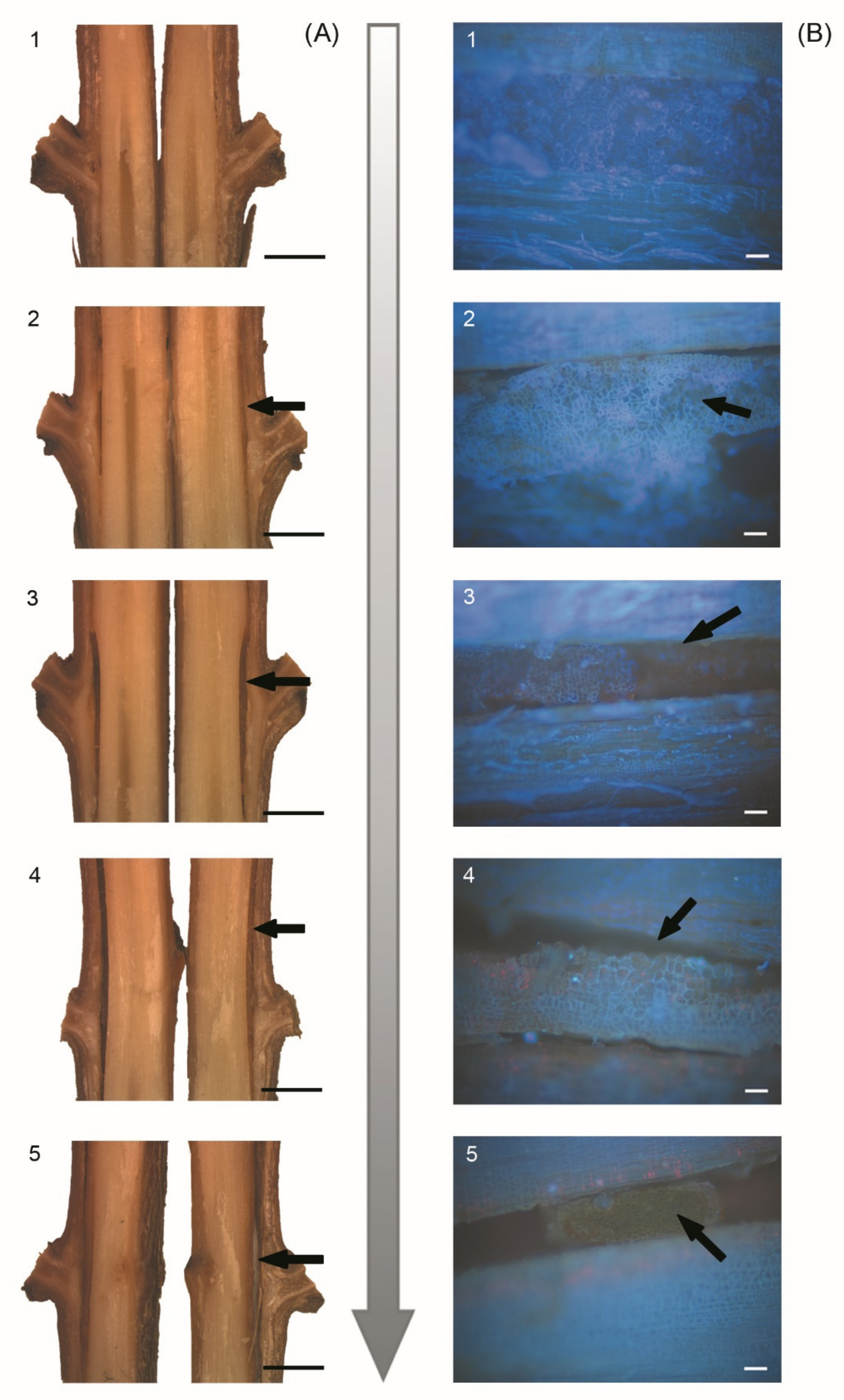 Agronomy | Free Full-Text | Physiological and Molecular Characterization of  New Apricot Cultivars Grafted on Different Prunus Rootstocks