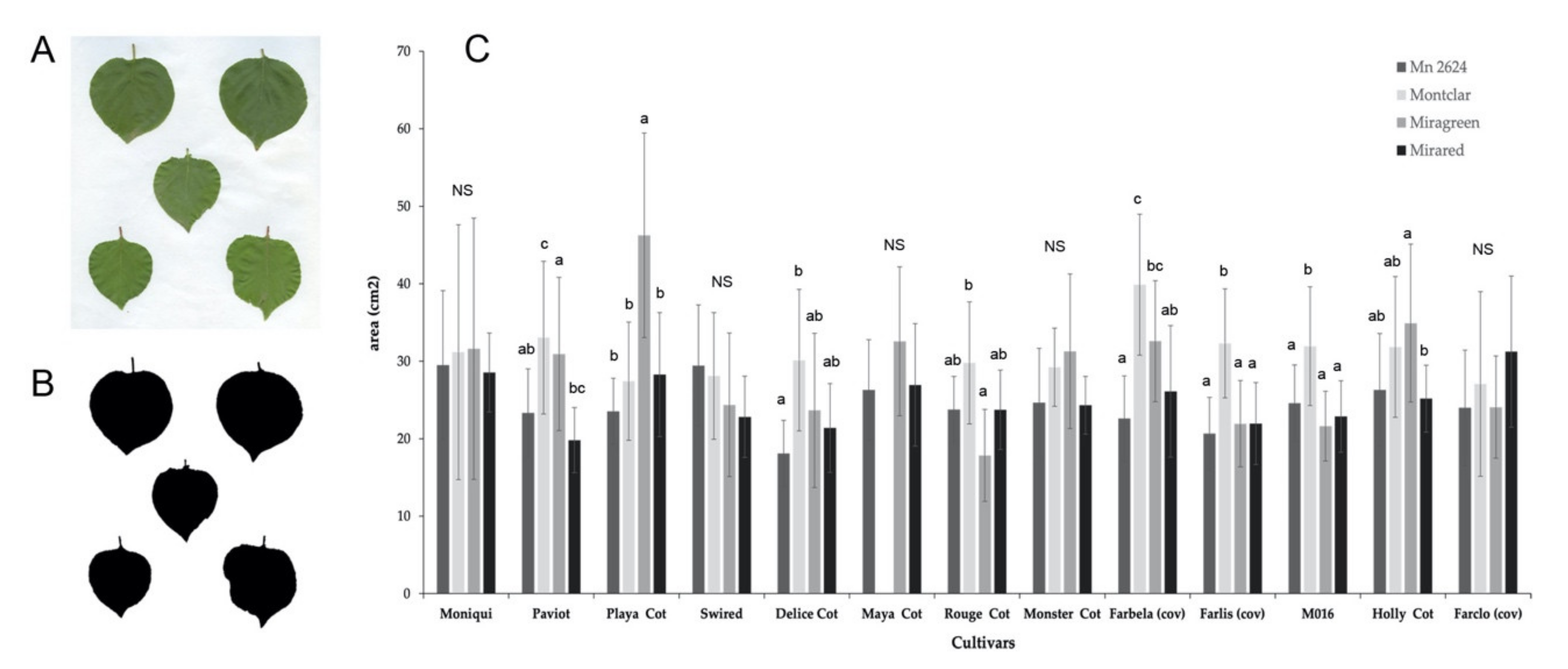 Agronomy | Free Full-Text | Physiological and Molecular Characterization of  New Apricot Cultivars Grafted on Different Prunus Rootstocks